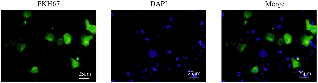 Detection of exosomes entering recipient cells.