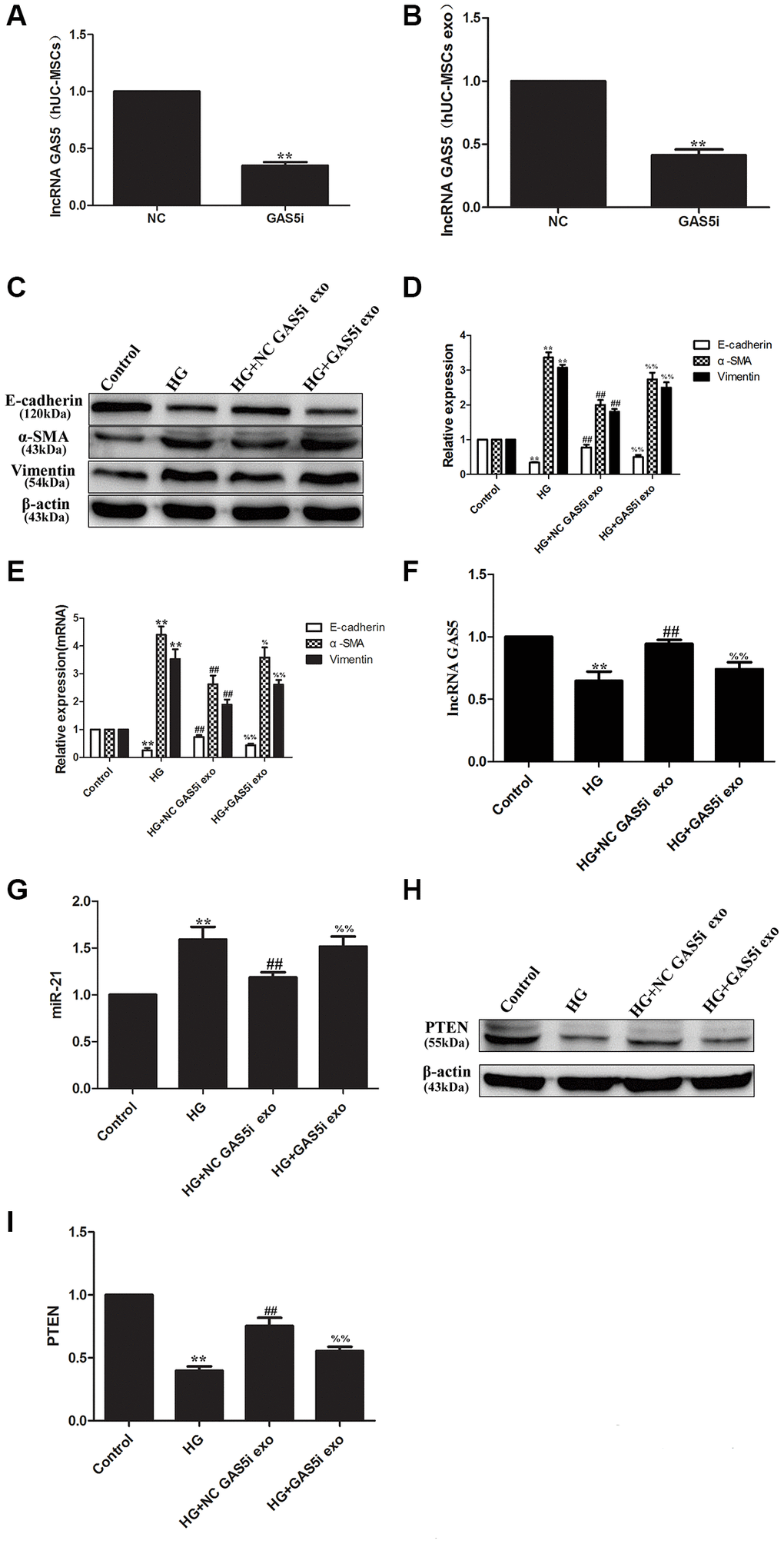 Exosomal lncRNA GAS5 from hUC-MSCs regulate suppression on target PTEN genes to alleviate EMT of HPMCs. (A, B) hUC-MSCs were transfected with lncRNA GAS5 siRNA, and the expression of lncRNA GAS5 was detected by real-time PCR in hUC-MSCs (A) and hUC-MSCs exosomes (B). (C) The expression of EMT markers was detected by Western Blot in HPMCs. (D) Statistical results of EMT changes after HG and hUC-MSCs/hUC-MSCs exosomes treatment. (E) The expression of EMT markers was detected by real-time PCR in HPMCs. (F) The expression of lncRNA GAS5 was detected by real-time PCR in HPMCs. (G) The expression of miRNA-21 was detected by real-time PCR in HPMCs. (H) The expression of PTEN was detected by Western Blot in HPMCs. (I) Statistical results of PTEN changes after HG and hUC-MSCs/hUC-MSCs exosomes treatment. Each value represents the mean ± SEM (n = 3) (**P ##P %%P %P 