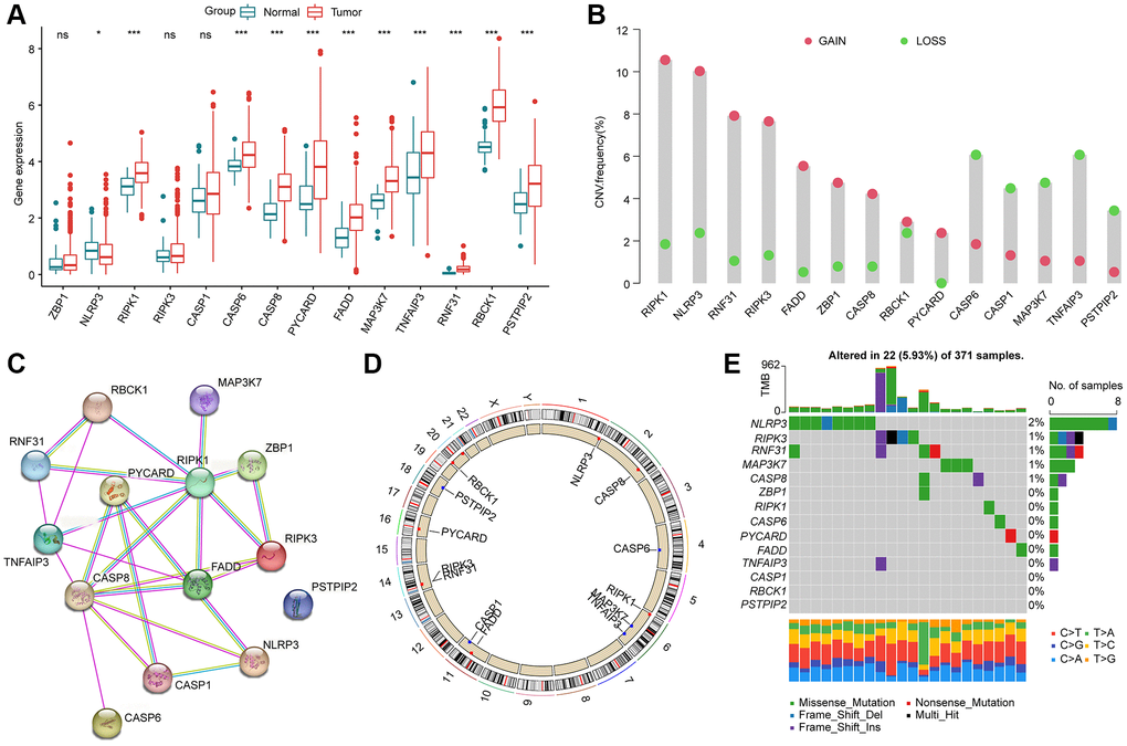 Genetic expression and variation landscape of PAN-RGs in HCC. (A) Genetic expression of 14 PAN-RGs in normal and HCC samples. (B) CNV exploration of PAN-RGs. (C) Interaction network of 14 PAN-RGs. (D) The location of PAN-RGs on chromosome. (E) Mutation evaluation of PAN-RGs in HCC samples.