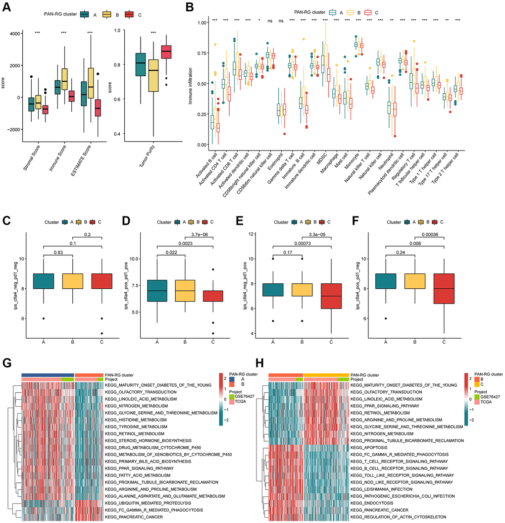 The TME characteristic of HCC in the PAN-RG molecular subgroups. (A) Evaluation of ESTIMATE score in PAN-RG cluster subtypes. (B) The immune infiltration exploration of HCC in PAN-RG cluster A, B, and C. (C–F) Immunotherapy response investigation of PAN-RG molecular subgroups via TCIA database. (G, H) GSVA algorithm shows the different regulation KEGG pathways in PAN-RG cluster A, B, and C.