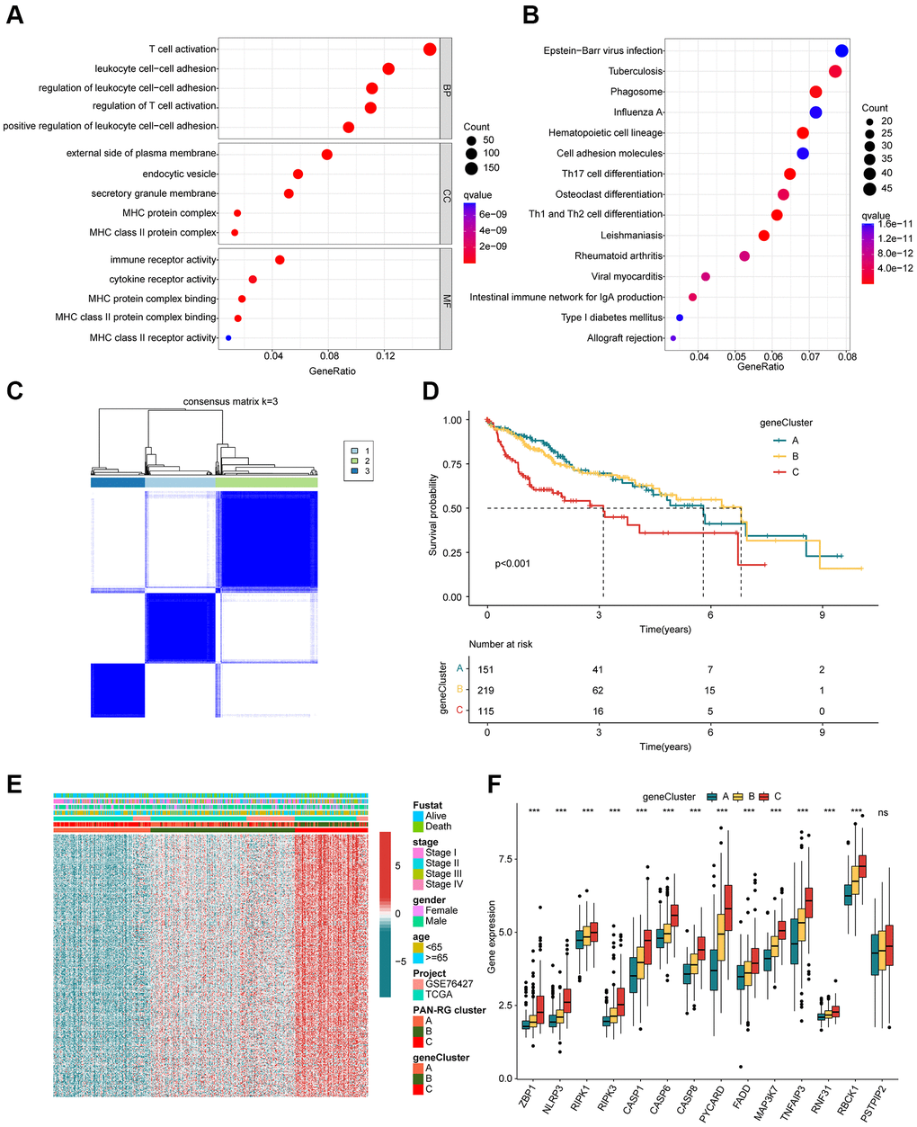 Identification of DEGs in the PAN-RG molecular subtypes. (A) GO and (B) KEGG enrichment assessment of the PAN-RG cluster-based DEGs. (C) Unsupervised consensus clustering of the DEGs in HCC. (D) Clinical prognosis analysis of HCC in gene-cluster subgroups. (E) Heatmap plot illustrates the relationship of clinical variates and prognostic DEGs in PAN-RG- and gene-cluster subgroups. (F) PAN-RGs expression landscape of HCC in gene-cluster A, B, and C.