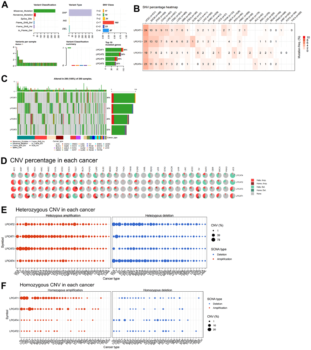 Single-nucleotide variants and gene copy number variants (CNV) of LPCATs family genes in pan-cancer. (A) Overall perspective of LPCAT1-4 genes was demonstrated in pan-cancer. (B) The single-nucleotide variant status of LPCAT1-4 genes in pan-cancer was showed. (C) The mutation frequency of LPCAT1-4 genes in pan-cancer was demonstrated. (D) The proportion of different types of CNV of LPCATs family genes in pan-cancer was demonstrated. (E) The CNV of LPCAT family genes heterozygous amplification and deletion were demonstrated. (F) The CNV of LPCAT family genes homozygous amplification and deletion were demonstrated.