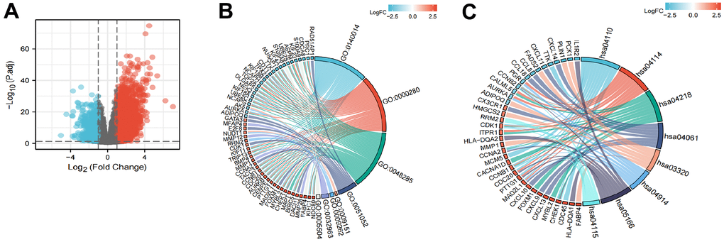 Functional enrichment analysis of LPCAT4 in LIHC. (A) Volcano plot indicated the significantly down-regulated and up-regulated DEGs. (B) GO analysis of DEGs. (C) KEGG analysis of DEGs.