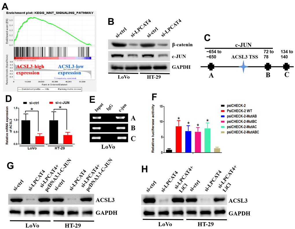 LPCAT4 regulated ACSL3 expression via WNT/β-catenin/c-JUN signaling pathway. (A) GSEA analysis indicated that WNT signaling pathway was found to be significantly enriched in the high LPCAT4 expression group. (B) Western blot assay was used to examine protein expression level. (C) The three transcription factor-binding sites of c-JUN on potential ACSL3 promoter region were indicated. (D) RT-PCR was used to examine ACSL3 mRNA expression. (E) The ChIP assay was used to validate binding domains of c-JUN in the potential ACSL3 promoter. (F) The luciferase assay was used to confirm which binding sites were functional. (G, H) Western blot assay was used to examine protein expression level.