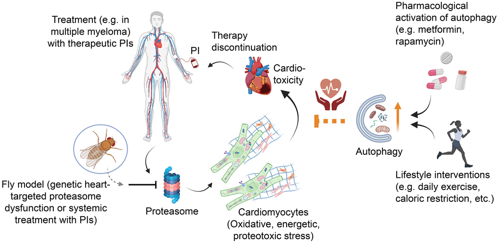 Autophagy enhancement attenuates proteasome dysfunction–mediated cardiotoxicity. Drosophila bears a heart-like structure and a circulatory system with developmental and functional homologies to the vertebrates' heart and circulation. Genetic heart-targeted proteasome dysfunction or exposure of flies to systemic anti-tumor therapeutic PIs triggers increased oxidative, proteotoxic and energetic stress in cardiac tissues resulting in (among others) mitochondrial perturbation, low energy levels and eventually severe cardiotoxicity. Although less studied, these consecutive events that trigger systemic toxicity and cardiac complications can be also seen in tumor patients treated with PIs, leading to therapy discontinuation and a negative survival outcome. As found in the fly model [6] proteasome dysfunction-mediated cardiotoxicity can be partially rescued by pharmacological co-treatment with autophagy activators such as metformin/rapamycin or by caloric restriction; in humans additional lifestyle adaptations (e.g. daily exercise) can be also beneficial.