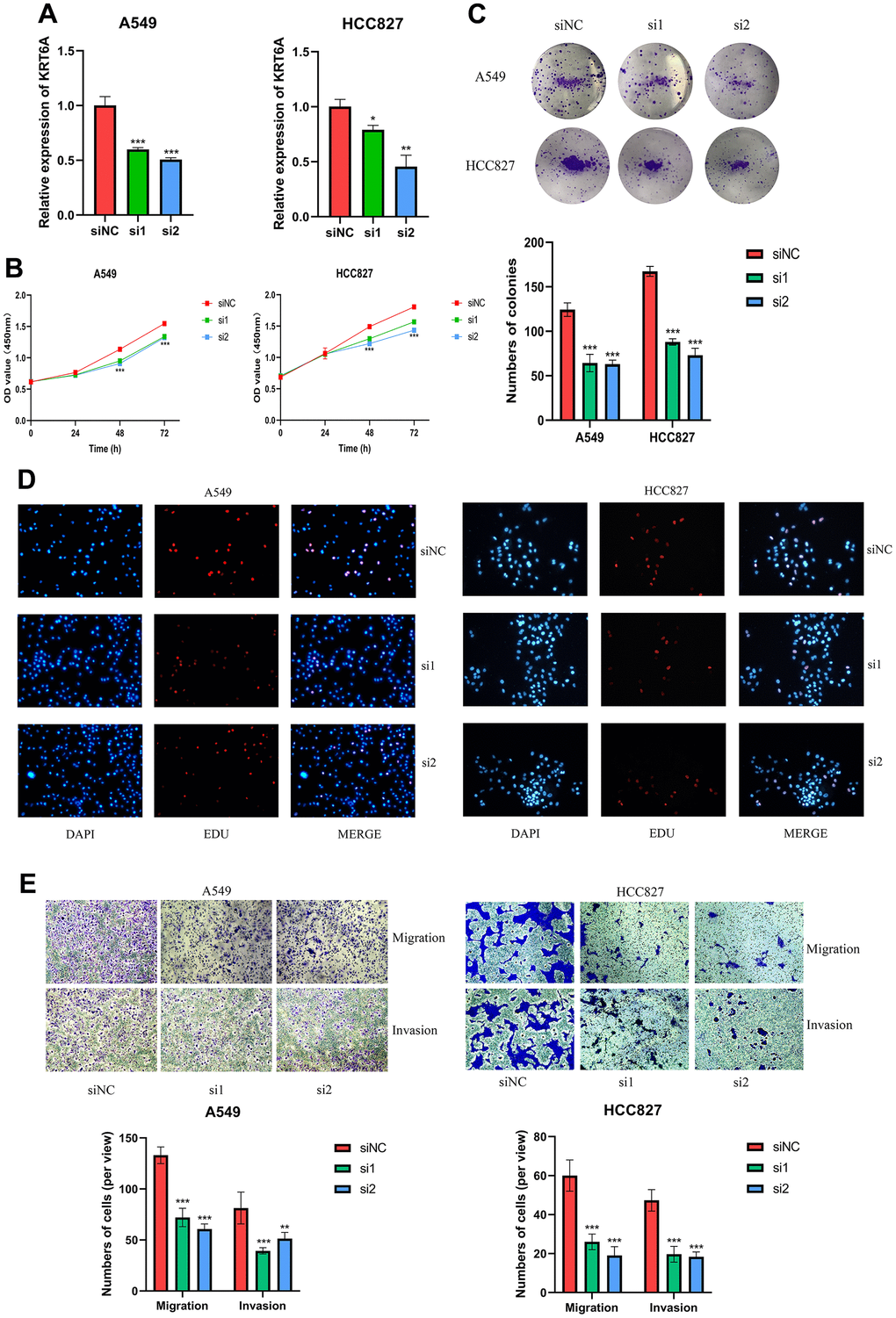 KRT6A silencing inhibits LUAD cell proliferation, migration and invasion (A549 and HCC827). (A) RT-qPCR was used to verify the efficiency of KRT6A knockdown in LUAD cell lines. (B) CCK-8, (C) clone formation and (D) EDU assays were used to test the proliferation of LUAD cell lines. (E) Transwell assay was applied to measure cell migration and invasion of LUAD cell lines. ns, not significant, *P 