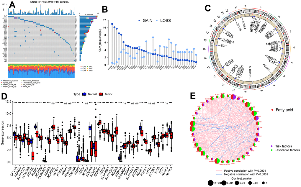 Genetic and transcriptional alterations of FARGs in TCGA-LUAD patients. (A) Mutation frequencies of 38 FARGs. (B) CNV alteration frequency of 38 FARGs. (C) Location of the CNV alteration of 38 FARGs on chromosomes. (D) Expression of 38 FARGs between normal and tumor tissues. (E) The interactions among FARGs in LUAD are visually represented in the diagram. The interconnecting lines between FARGs signify their interdependence, with the line width representing the strength of the correlation between FARGs. Negative correlations are illustrated in green, while positive correlations are denoted in pink. ns, not significant, *P 