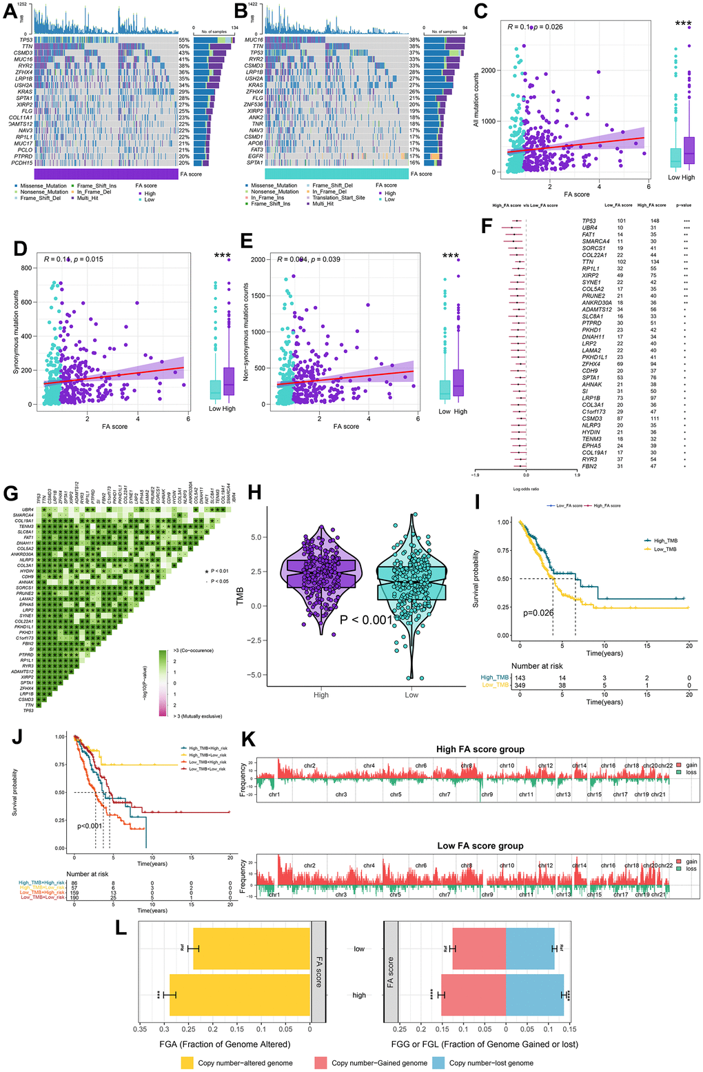 Integrated comparisons of somatic mutation and CNVs between FA score groups in the TCGA cohort. (A, B) Waterfall plots showing the mutation information of the top 20 genes with the highest mutation frequency in high and low FA score groups. (C–E) Association between all mutation counts, synonymous mutation counts, nonsynonymous mutation counts, and FA score and their distribution in the low and high FA score groups. (F) Differentially mutated genes between high and low FA score groups are displayed as a forest plot. (G) Interaction effect of genes mutating differentially in patients in the low and the high FA score groups. (H) Distribution of TMB in the low and the high FA score groups. (I) Kaplan–Meier curves for the OS of the high-TMB and low-TMB groups. (J) Kaplan–Meier curves for patients stratified by both TMB and FA score. (K) Gene fragments profiles with amplification (red) and deletion (green) among the two groups. (L) Comparison of the fraction of the genome altered, lost, and gained between the two groups. ns, not significant, *P 