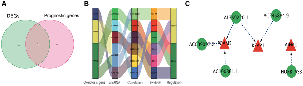 Identification of prognostic oxeiptosis-associated lncRNAs. (A) Venn diagram of candidate oxeiptosis-associated lncRNAs determined by differential expression and univariate Cox analyses. (B) Correlation network of prognostic lncRNAs and their associated mRNAs. (C) Correlation network of hub lncRNAs.