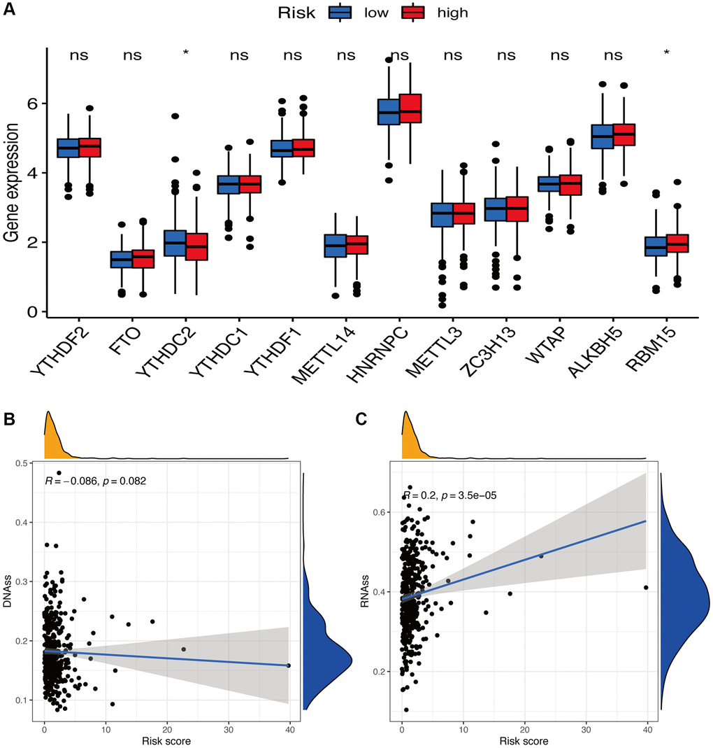 Potential role of risk signature in m6A-related genes and tumor stemness. (A) Expression of m6A-related genes among two risk subgroups in UCEC patients. Associations between risk signature and DNAss (B) and RNAss (C).