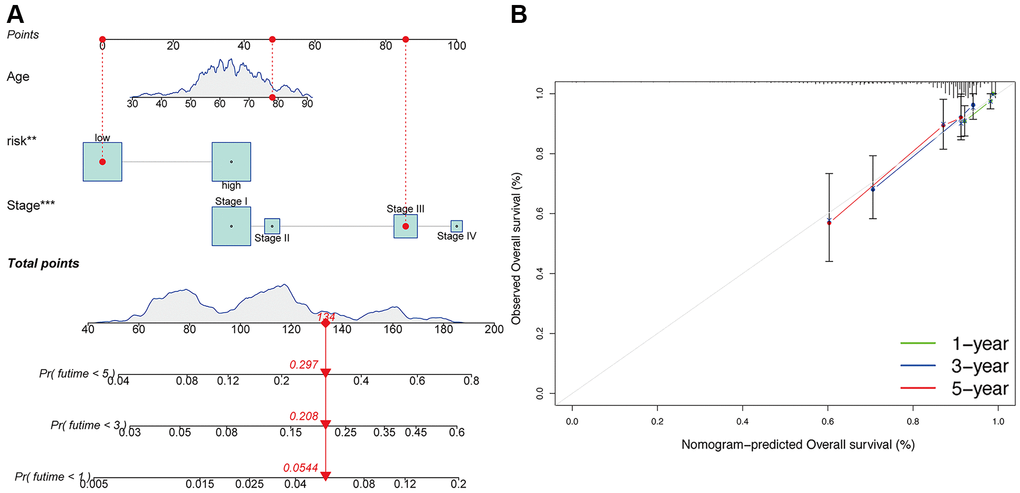 Construction of nomogram. (A) Nomogram for predicting UCEC 1-, 3-, and 5-year overall survival. The red dashed line represented a sample of UCEC patient's death probability by year 1, 3, and 5. (B) Decision curve analysis of risk signature.