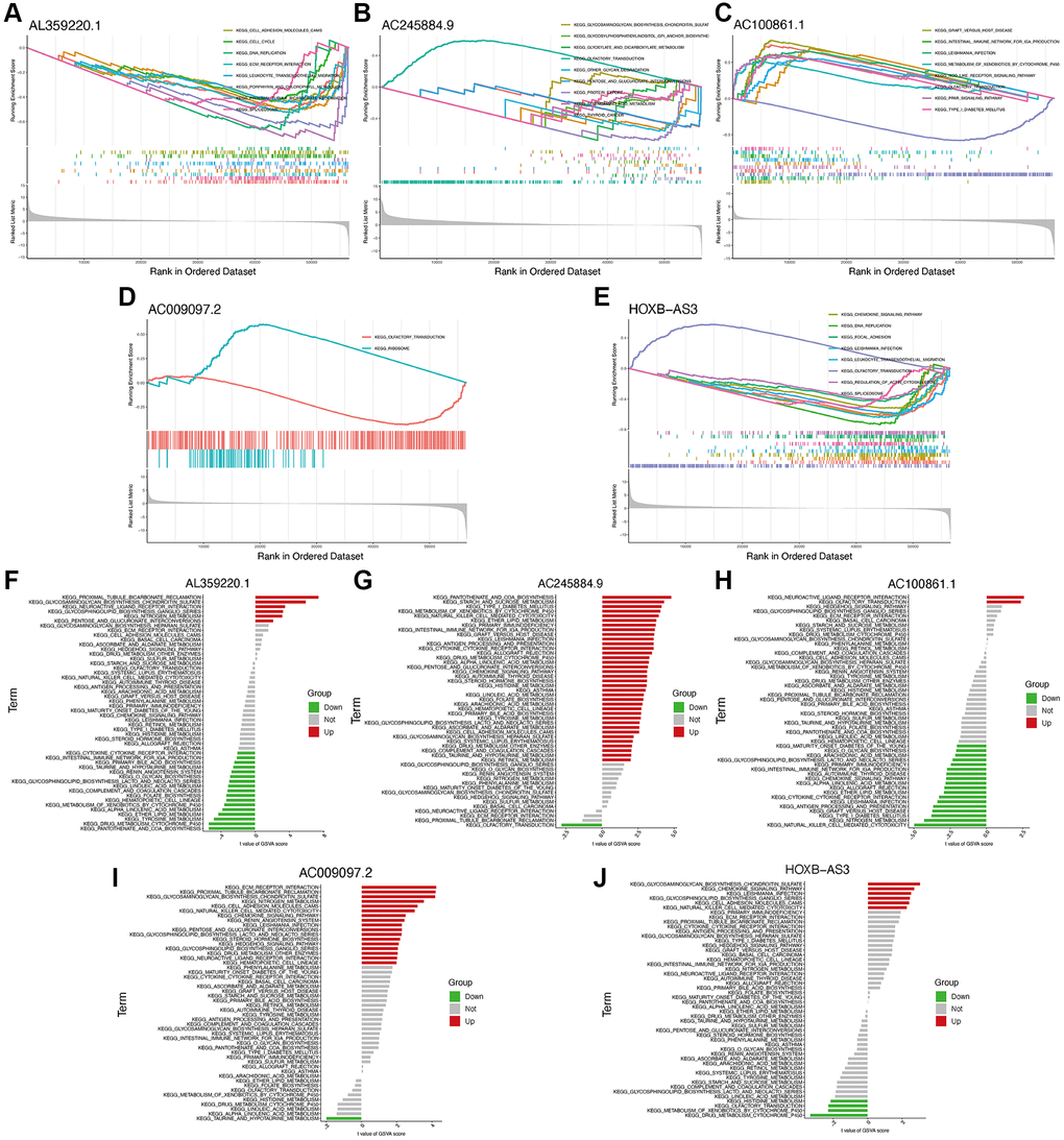 Functional enrichment analysis of hub lncRNAs. GSEA analysis of lncRNAs AL359220.1 (A), AC245884.9 (B), AC100861.1 (C), AC009097.2 (D), HOXB-AS3 (E). GSVA analysis of lncRNAs AL359220.1 (F), AC245884.9 (G), AC100861.1 (H), AC009097.2 (I), HOXB-AS3 (J).