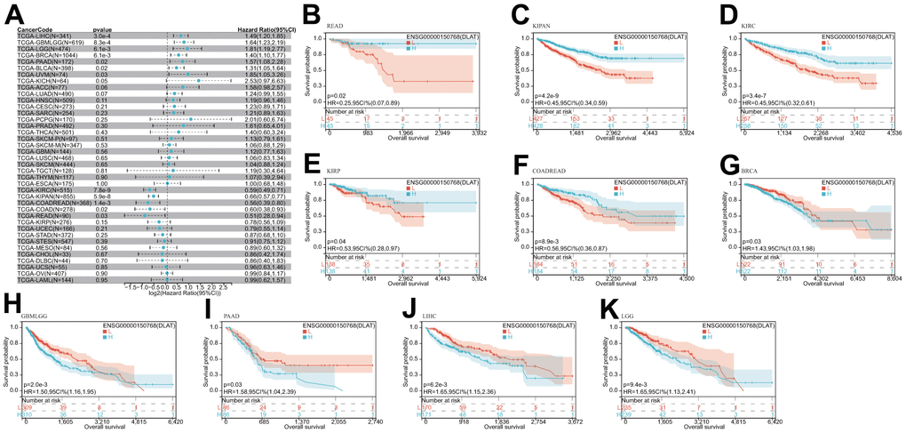 Relationship of DLAT expression with patient OS. (A) Forest map shows the univariate Cox regression analysis results for DLAT in TCGA pan-cancer samples. (B–K) Kaplan–Meier OS curves of DLAT expression in the ten significantly associated tumors.