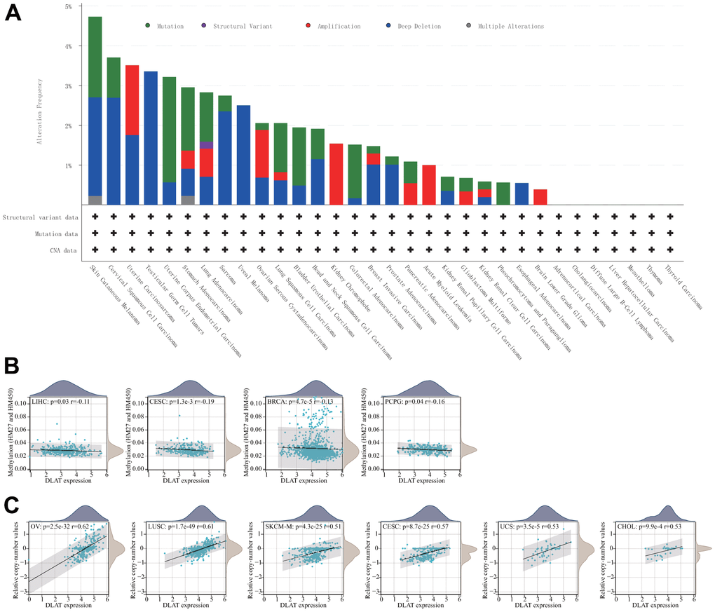 Relationship of DLAT expression with gene alterations. (A) The genetic alteration type and frequency of DLAT in various cancers. (B) Correlation between DLAT expression and gene promoter methylation in LIHC, CESC, BRCA, and PCPG. (C) Correlation between DLAT expression and copy number variation in OV, LUSC, SKCM-M, CESC, UCS, and CHOL.