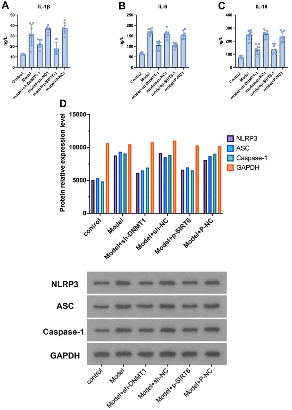Silencing DNMT1 or overexpressing SIRT6 can significantly inhibit the NPCs’ pyroptosis. (A–C) represent the expression of pyroptosis markers: IL- 1β, IL-6, and IL-18 in the NPCs determined by ELISA. (D) Western blotting of NLRP3, ASC and caspase-1 pyroptosis markers.