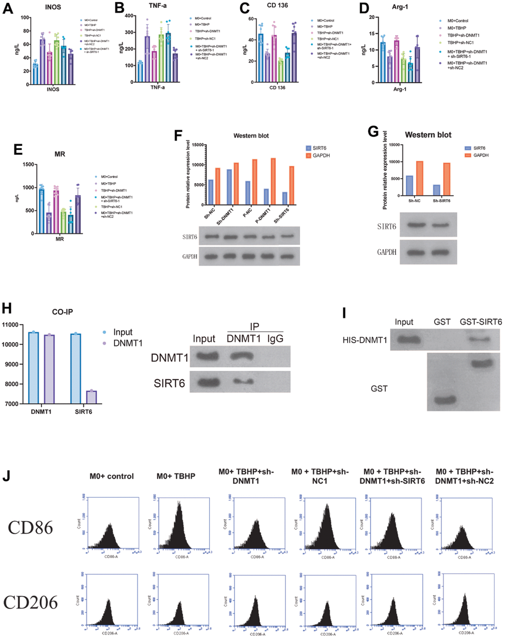 DNMT1 in NPCs suppresses M1 polarization of co-cultured macrophages by regulating SIRT6. (A–E) ELISA detection of the M1/M2 markers expression. (F, G) negative regulatory role of DNMT1 on SIRT6 expression. (H) GST pull-down and CO-IP experiments were used to detect the binding of DNMT1-SIRT6 and the CO-IP experiment of dnmt1-sirt6 interaction. (I) GST-pull down assay and immunoprecipitation assay were used to detect the interaction between SIRT6 and DNMT1. (J) the CD206 and CD86 for the macrophage phenotypes of all groups were detected by flow cytometry.