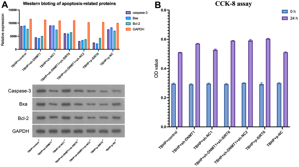 DNMT1/SIRT6 axis can affect NPCs proliferation and apoptosis by regulating macrophage polarization. (A) apoptosis-related proteins including caspase-3, Bax, and Bcl-2 were detected by western blot (B) CCK-8 assay for cell viability.
