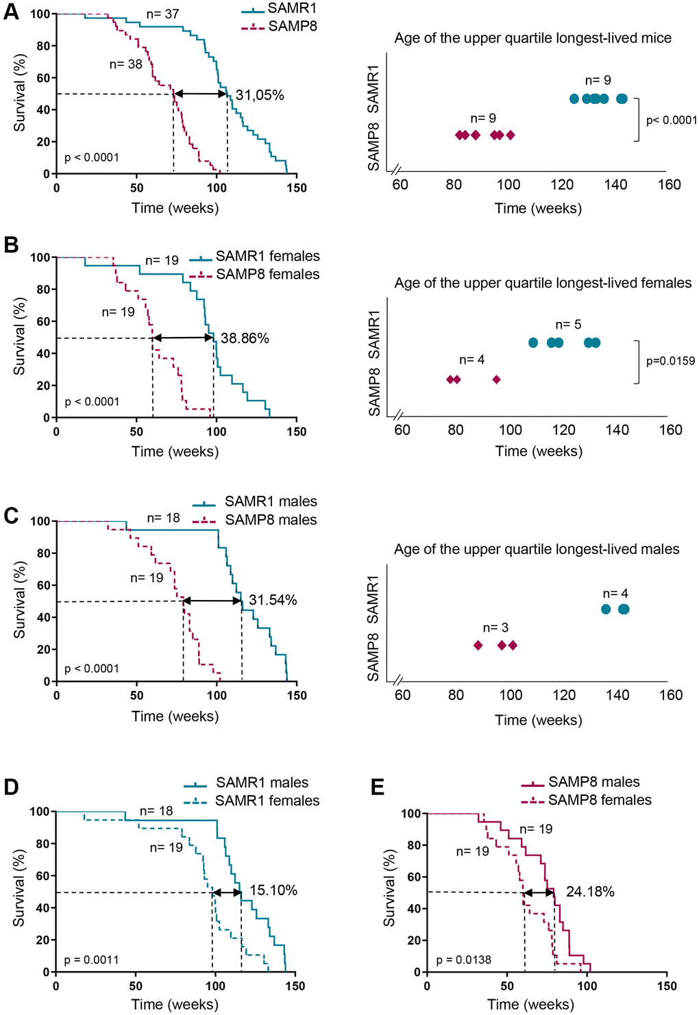 Analysis of SAMP8 and SAMR1 lifespan. (A) Kaplan-Meier plot of survival of SAMP8 (purple lines) and SAMR1 (turquoise lines) in the left panel, and graphic representation of the time of death of the Q3 longest-lived SAMP8 (purple rhombus) and SAMR1 (turquoise dots) mice in the right panel. (B) Kaplan-Meier plot of survival (left panel) and graphic representation of the time of death of the Q3 longest-lived females (right panel) of the mouse models described in A. (C) Kaplan-Meier plot of survival (left panel) and graphic representation of the time of death of the Q3 longest-lived males (right panel) of the mouse models described in A. (D) Kaplan-Meier plot of survival of SAMR1 mice breakdown by sex (females in dashed line and males in continued line). (E) Kaplan-Meier plot of survival of SAMP8 mice breakdown by sex (females in dashed line and males in continued line). n indicates the number of mice analyzed. Long-rank test was used to calculate p-values comparing lifespan distributions (A, B and C, left panels; D and E). t-test was used to determine p-value when comparing maximum lifespan of the upper quartile longest-lived mice (A, right panel). Mann-Whitney U test was used to determine p-value in maximum lifespan of the upper quartile longest-lived mice (B and C, right panels).