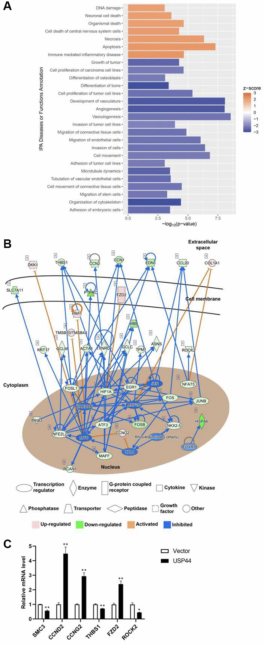 USP44 overexpression reduced proliferation and induced apoptosis in hepatocellular carcinoma (HCC) cells. (A) Ingenuity Pathway Analysis (IPA) demonstrated induction of apoptosis-related and reduction of cell proliferation-related diseases and functions caused by USP44 overexpression in HepG2 HCC cells. A positive z score represents activation; a negative z score represents inhibition. (B) IPA gene network construction shows how the functional role of USP44 in HCC involves receptors, enzymes, cytokines, kinases, phosphatases, and transcription factors. Red diagrams = upregulated genes; green diagrams = downregulated genes; orange arrows = activation; and blue arrows = inhibition. (C) qPCR analysis was used to validate the differential gene expression obtained from transcriptome sequencing.