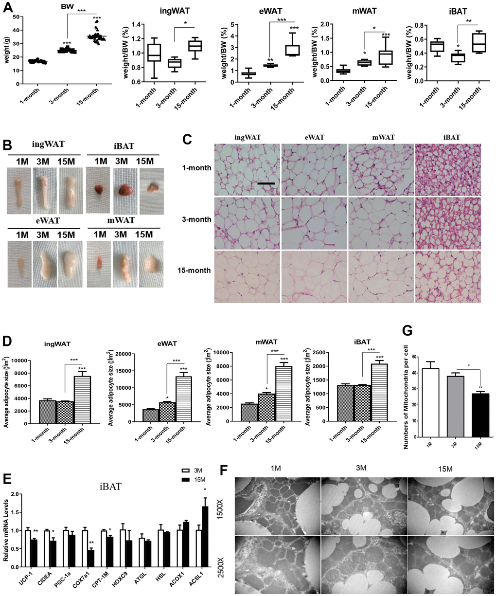 Differences in fat mass and fat distribution between young, adult and middle-age transitional mice. Young mice (1-month-old), adult mice (3-month-old) and middle-age transitional mice (15-month-old) were fed ad libitum. Body weight and body adipose tissues ratio of inguinal white adipose tissue (ingWAT), epididymal WAT (eWAT), mesenteric WAT (mWAT), interscapular BAT (iBAT) of mice (A) and their appearance (B) were analyzed (n = 6–12). The effect of aging on histological characteristics of white and brown adipose tissues (C). The average area of adipocytes (μm2) in every 100-mm2 area range of various adipose tissues was quantified using the Image Pro Plus software (D) (n = 6-8). Scale bar represents 100 μm. Differential expression of mitochondrial biogenesis related gene (Pgc-1α) and thermogenic gene (Ucp-1) (E) were measured (n = 6). Representative transmission electron microscopy (TEM) images of brown adipose tissues from the three groups of mice fed ad libitum and mitochondrial numbers (F, G) were analyzed. All data are presented as the mean ± SEM. * p p p 