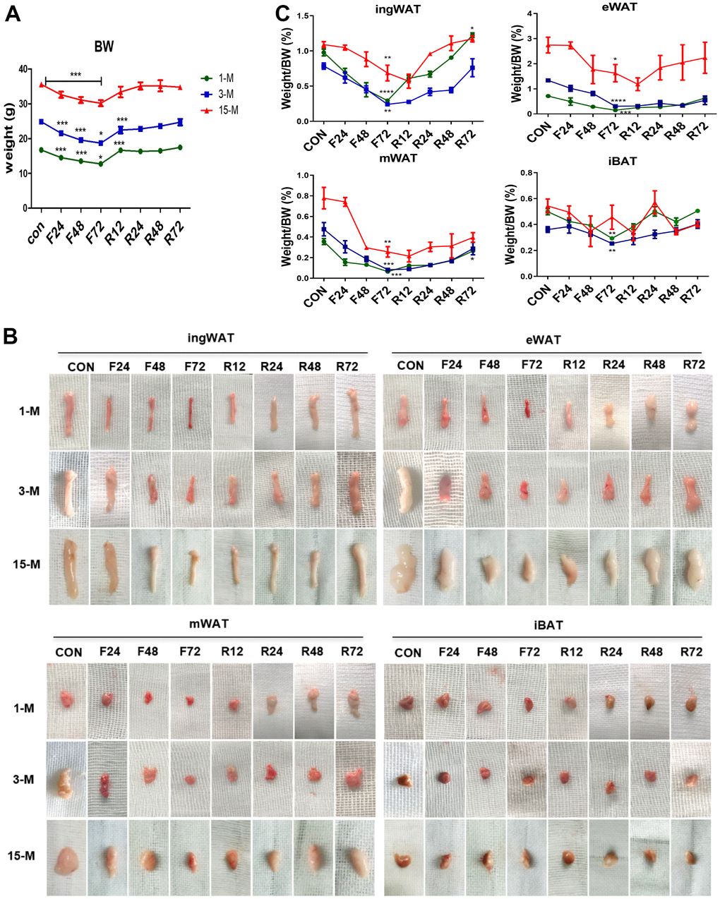 Change in the body weight and fat mass of mice belonging to the different experimental groups subjected to fasting and refeeding. All mice were fasted for 24, 48 and 72 h (F24 h, F48 h and F72 h) respectively, and then fed again for 12, 24, 48 and 72 h (R12 h, R24 h, R48 h and R72 h), respectively. After 72 h of fasting, the body weight and morphology of various adipose tissues (A, B) from the different age groups were evaluated. Weights of adipose tissues (ingWAT, eWAT, mWAT, iBAT) expressed as a percentage of body weight in mice of the three groups (C) were also analyzed. All data are presented as the mean ± SEM.* p p p 