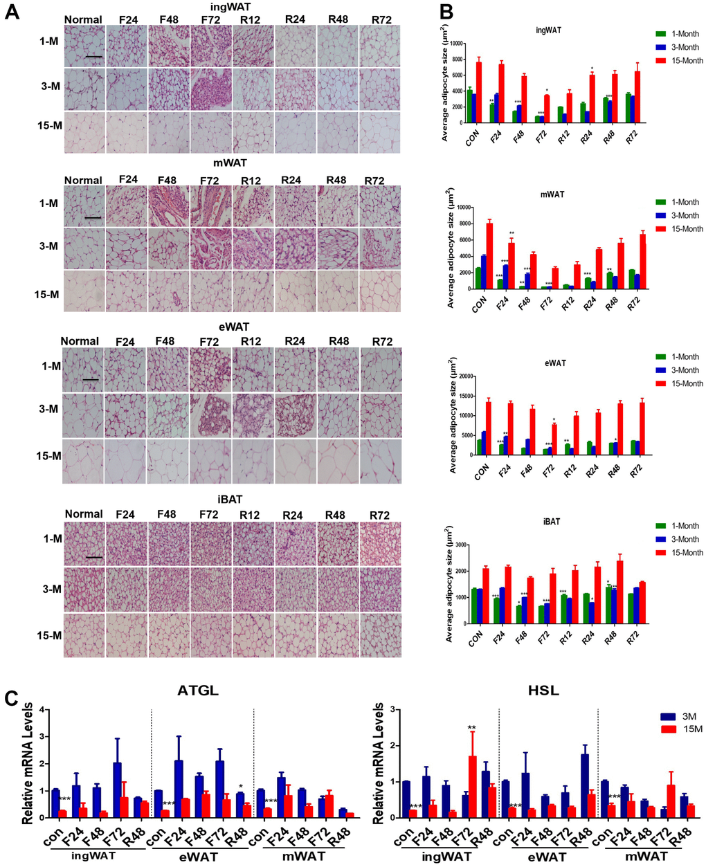 Histological alterations of adipose tissue in the three groups of mice subjected to fasting and refeeding. The effects of fasting and refeeding on histological alterations of various adipose tissues in adult mice (A). The average area of adipocytes (μm2) in every 100-mm2 area range of various adipose tissues was quantified using the Image Pro Plus software (B) (n = 6-8). Expression of lipid metabolism-related genes in different white fat depots in adult and middle-age transitional mice under different feeding conditions. Differential expressions of lipid mobilization related genes (Atgl, Hsl) (C) in inguinal, epididymal and mesenteric adipose tissues were measured (n = 6–8). Scale bar represents 100 μm and all data are presented as the mean ± SEM. * p p p 