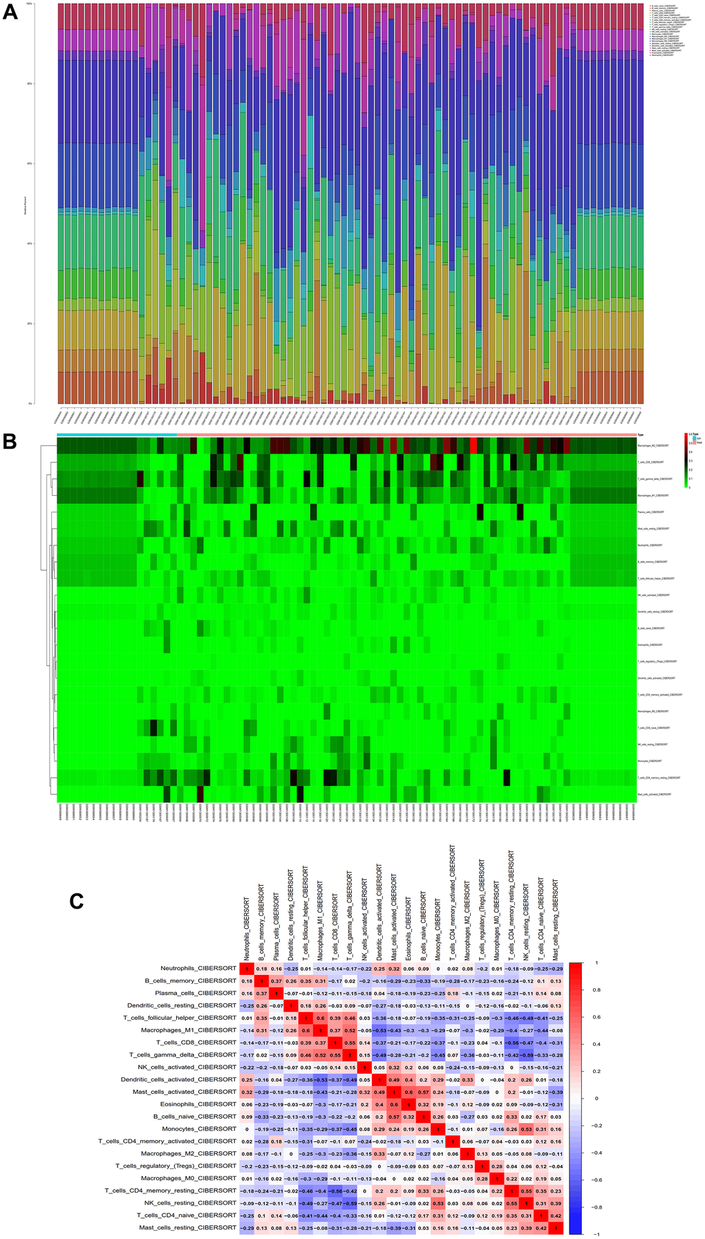 Immunoinfiltration analysis. (A) Whole-gene expression matrix results of proportions of immune cells. (B) Immune cell expression calorigram. (C) Plot of coexpression patterns between immune cell components.