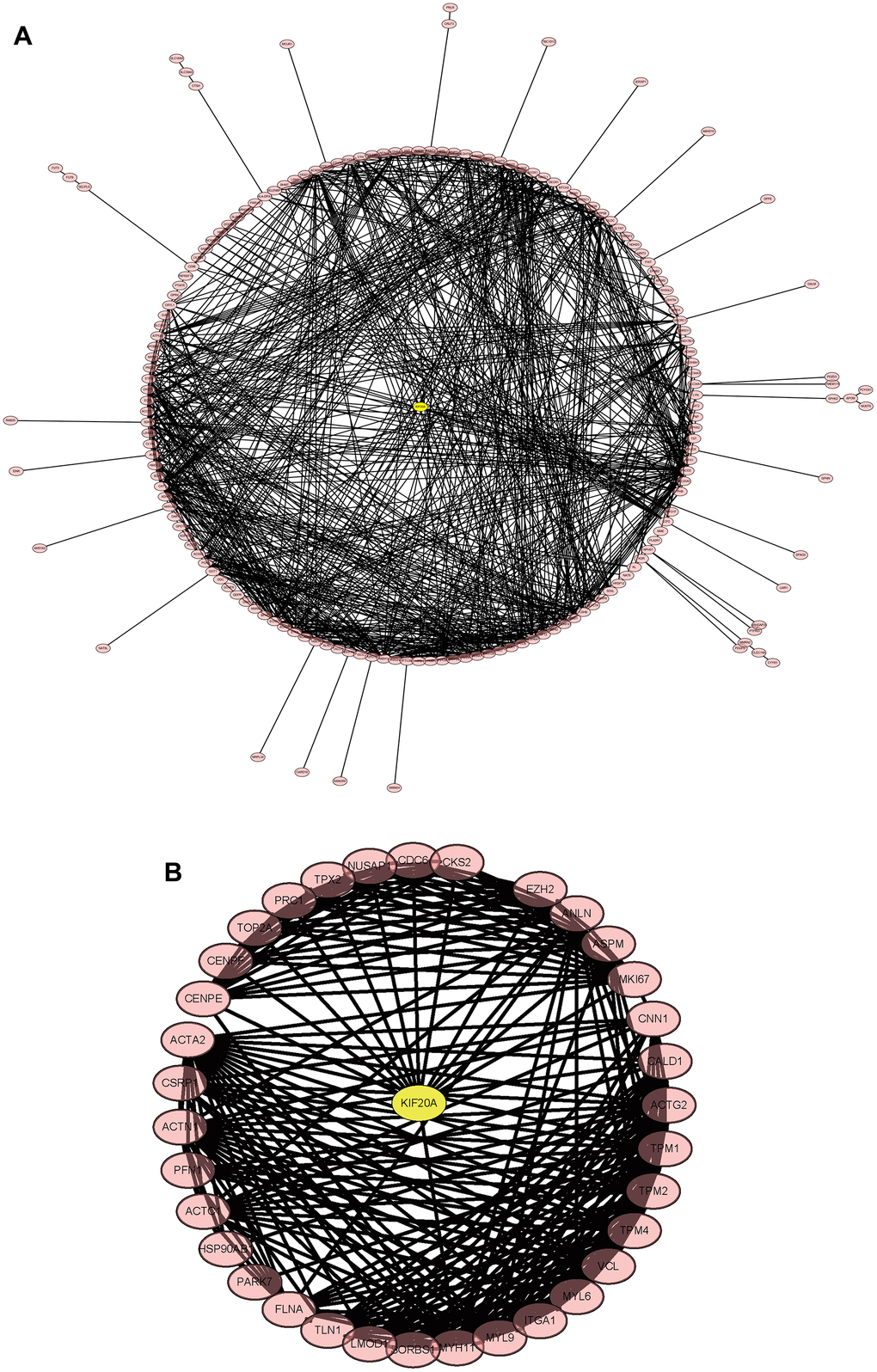 Construction and analysis of the protein-protein interaction (PPI) network. (A) GSEGSE14762, GSE53757. (B) GSE121711.