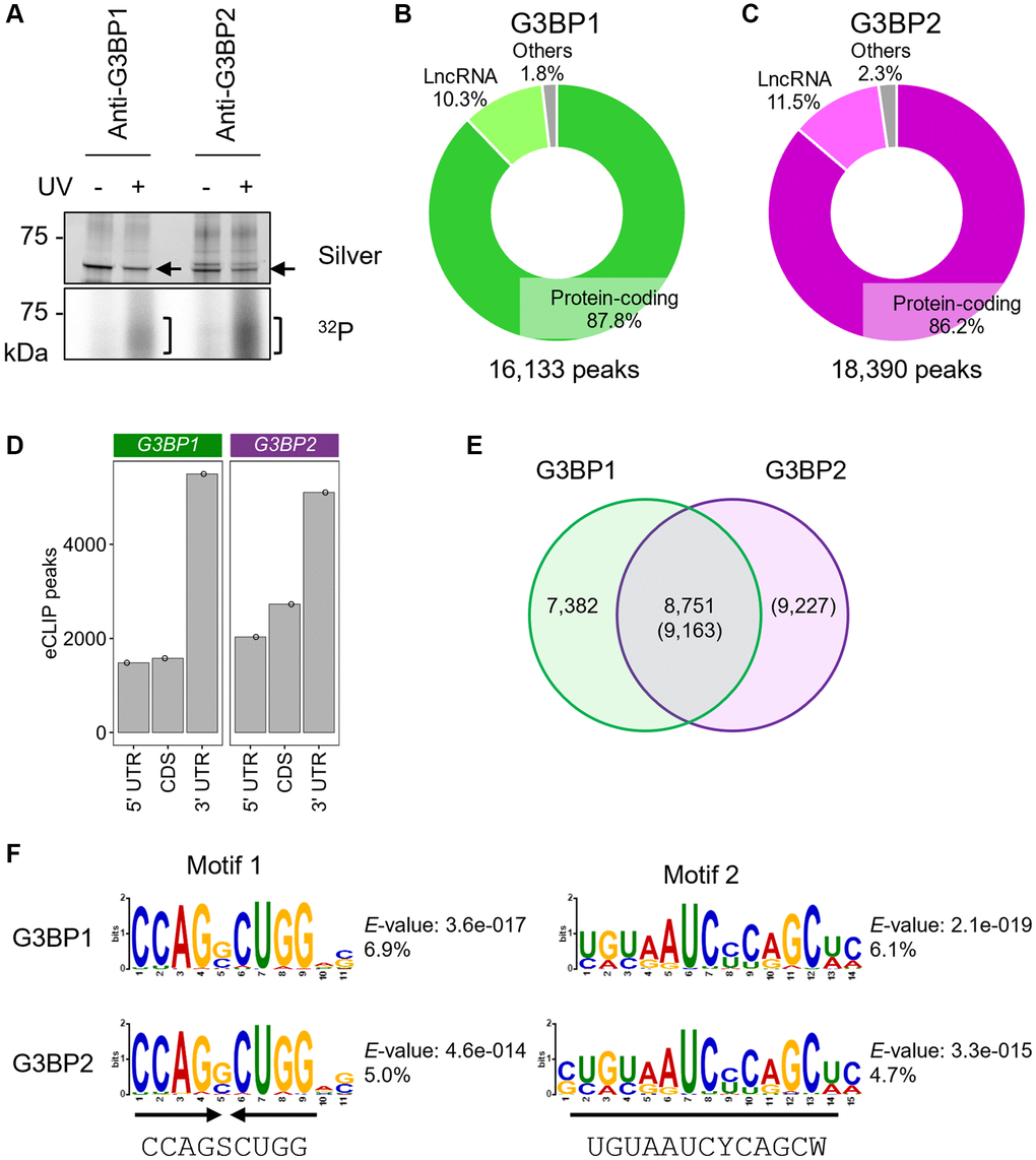 eCLIP-seq of G3BP1 and G3BP2 in SH-SY5Y cells under normal conditions. (A) Silver staining of immunopurified G3BP1 and G3BP2, and 32P autoradiograph in SH-SY5Y cells with and without UV crosslinking. Arrows and square brackets indicate immunopurified proteins and radioactively labelled RNAs, respectively. (B, C) Pie chart depicting the relative contribution of gene categories for G3BP1- (B) and G3BP2-bound RNAs (C). (D) Bar plot showing G3BP1 and G3BP2 preferentially associates with 3′UTR of the target mRNA. (E) Venn diagram depicting the overlapped eCLIP-peaks between G3BP1- and G3BP2-bound RNAs. (F) Motifs enriched within eCLIP-peaks of G3BP1- and G3BP2-bound RNAs.