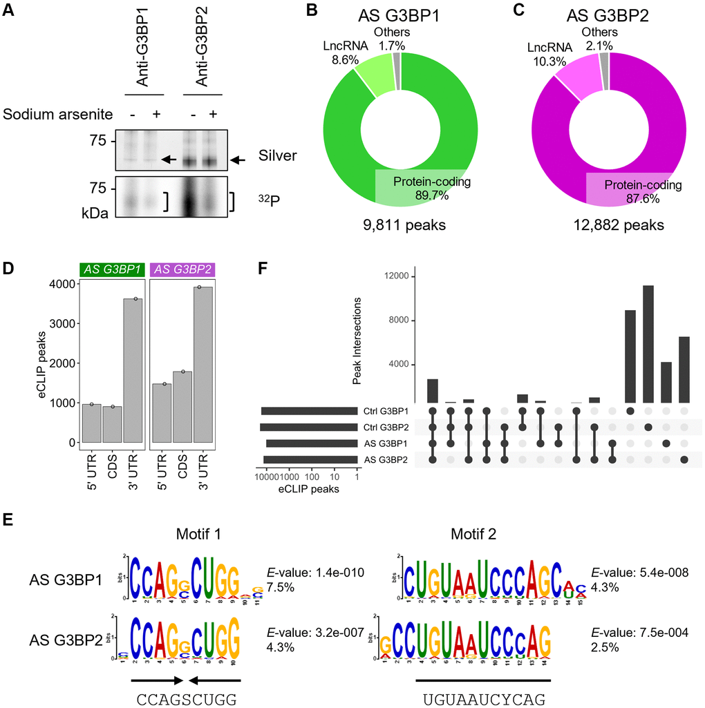 eCLIP-seq of G3BP1 and G3BP2 in sodium arsenite (AS)-treated SH-SY5Y cells. (A) Silver staining of immunopurified G3BP1 and G3BP2 and 32P autoradiogram in SH-SY5Y cells before and after AS treatment. n.i.: non-immune IgG used as an IP negative control. Arrows and square brackets indicate immunopurified proteins and radioactively labelled RNAs, respectively. (B, C) Pie chart depicting the relative contribution of gene categories for G3BP1- (B) and G3BP2-bound RNAs (C). (D) Bar plot showing G3BP1 and G3BP2 preferentially associates with 3′UTR of the target mRNA. (E) Motifs enriched within eCLIP-peaks of G3BP1- and G3BP2-bound RNAs. (F) Intersection of eCLIP-peaks across G3BP1- and G3BP2-bound RNAs before (Control, Ctrl) and after AS treatment.