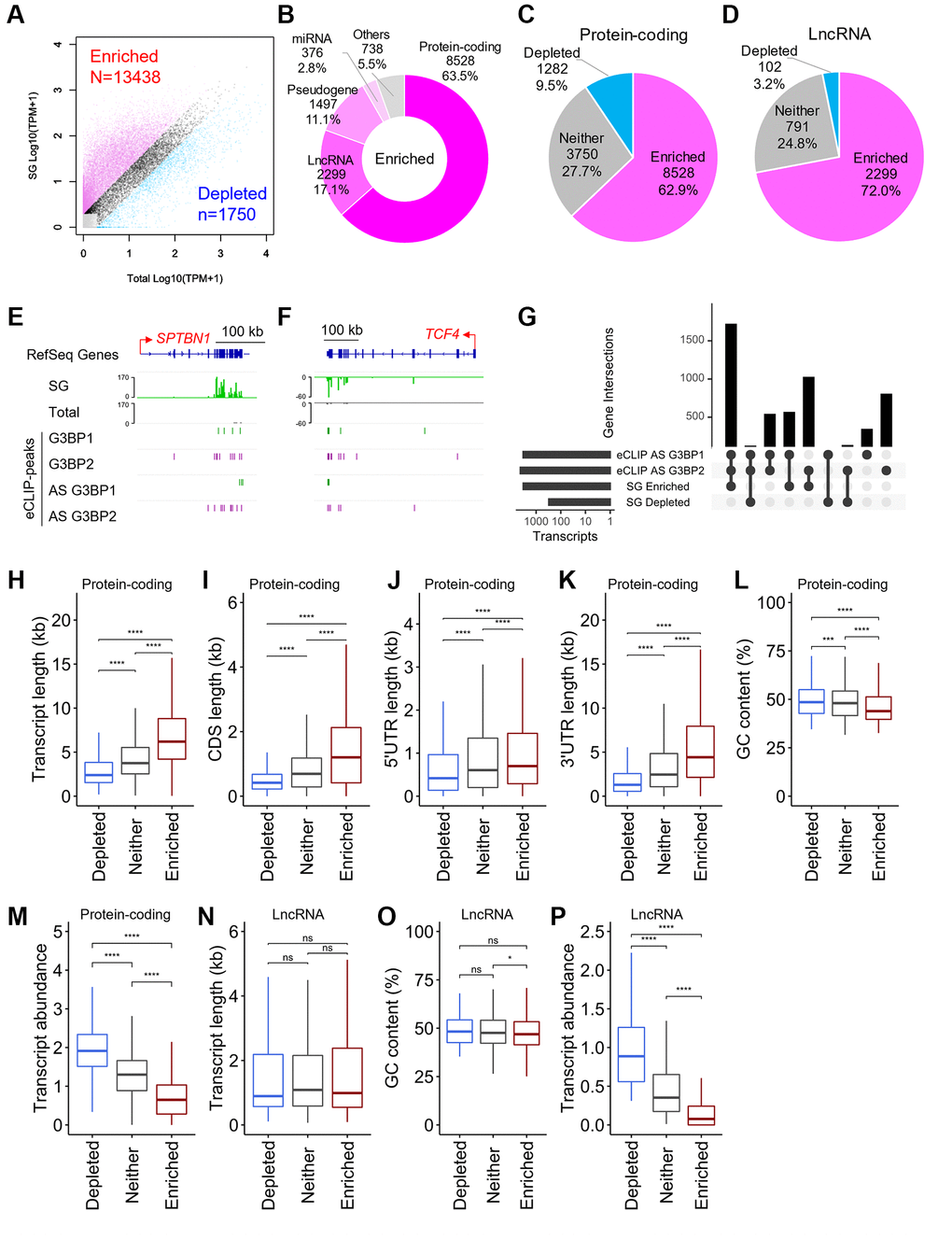 Physical basis of RNAs recruited to SGs. (A) Scatter plot depicting RNA abundance in SG purified RNAs and “Total” RNAs. Red dots indicate RNAs that are enriched (Fold change >2 and TPM of SG >1) in SG purified RNA compared to Total RNA. Blue dots indicate RNAs that are depleted (Fold change 1) in SG purified RNA compared to Total RNA. Dark gray dots indicate RNAs that are either not enriched or fail to meet the fold change requirement, referred to as “Neither.” Light gray dots indicate RNAs with TPM B) Pie chart depicting the relative contribution of gene categories for SG-enriched RNAs. (C, D) Pie chart depicting the relative contribution of each class of RNA (SG-enriched, SG-depleted, or “Neither”) for protein-coding genes (C) and lncRNAs (D), respectively. (E, F) Density profiles of normalized reads from SG RNA-seq (indicated in SG and Total) and eCLIP-seq peaks on SPTBN1 (E) and TCF4 (F). (G) Intersection across eCLIP-peaks of G3BP1- and G3BP2-bound RNAs, and SG-enriched and SG-depleted RNAs in AS treated SH-SY5Y cells. (H–P) Boxplots depicting total transcript length (H and N), CDS length (I), 5′UTR length (J), 3′UTR length (K), GC content (L and O), and abundance of RNA (M and P) of (H–M) protein-coding genes and (N–P) long non-coding RNAs (lncRNAs), respectively, for each of the three classes of mRNA localization during stress: SG enriched mRNAs, SG depleted mRNAs, or ”Neither”. Statistical significances were assessed by Wilcoxon rank sum test. ns: not significant, *p ***p ****p 