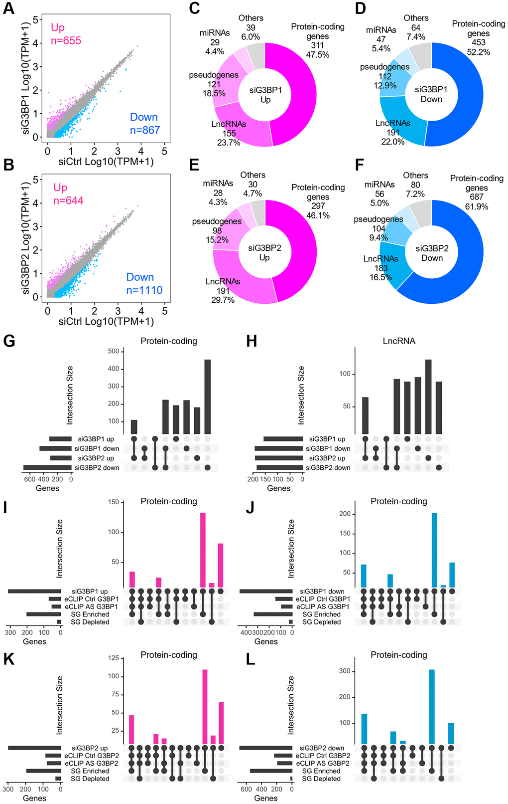 Changes in RNA levels after the depletion of G3BP1 and G3BP2, and AS-treatment in SH-SY5Y. (A, B) Scatter plot depicting RNA abundance in G3BP1-depleted (A) and G3BP2-depleted cells (B). Red, blue, and gray dots indicate genes upregulated, downregulated, and unchanged upon knockdown, respectively. siCtrl indicates control knockdown. (C–F) Pie charts depicting the relative contribution of gene categories for upregulated (C and E) and downregulated (D and F) genes upon depletion of G3BP1 and G3BP2, respectively. (G and H) Intersections for upregulated or downregulated genes of protein-coding genes (G) and lncRNAs (H) upon knockdown. (I–L) Intersections across upregulated, downregulated genes upon knockdown and enriched RNAs based on eCLIP-seq and SG RNA-seq of protein-coding genes.