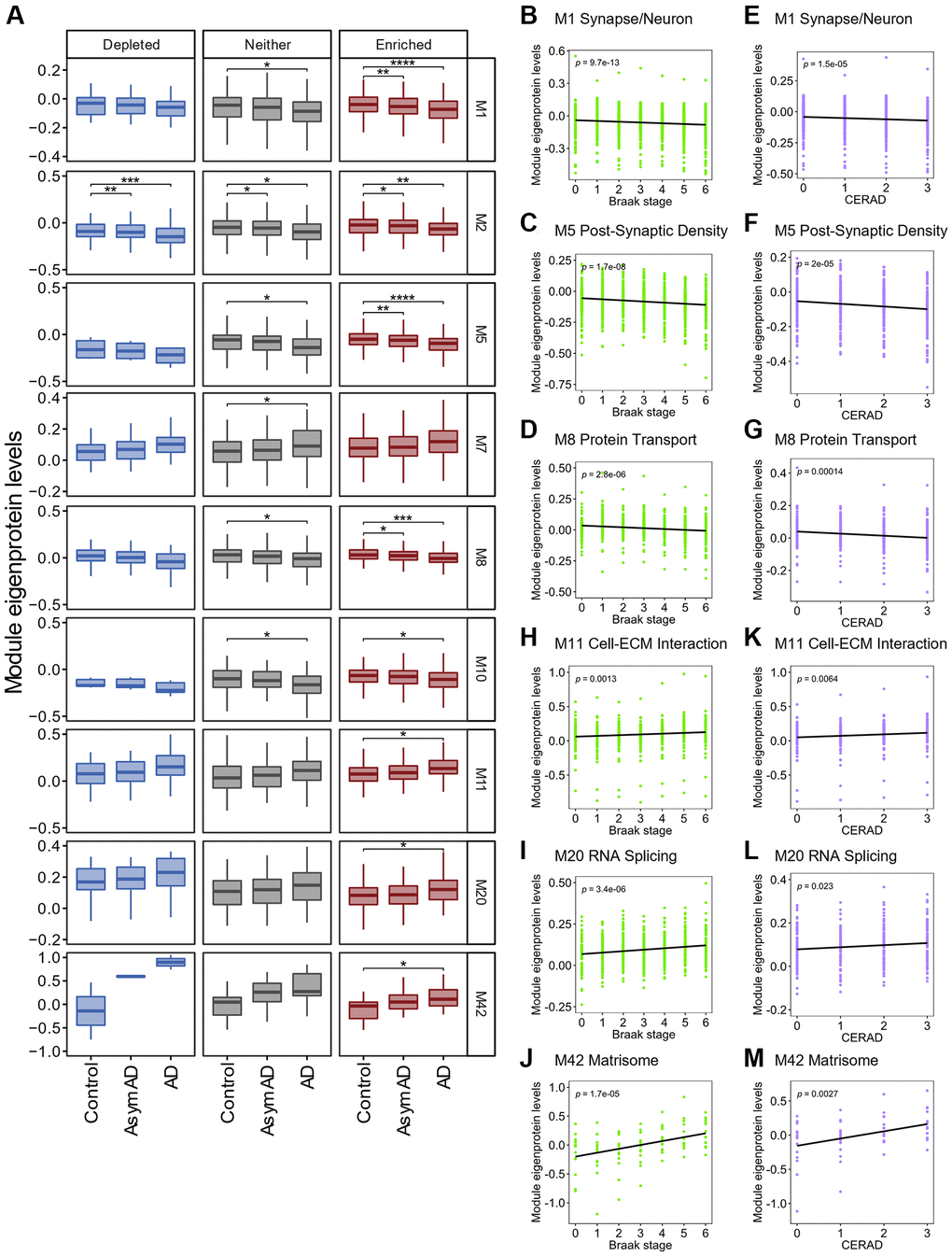 Association between SG-enriched RNAs and changes in protein levels in AD brains. (A) Box plot depicting Module eigenprotein levels by AD case status for the 9 modules statistically significant. Statistical significances were assessed by one-way ANOVA with Tukey test. No mark means not significant. *q **q ***q ****q Supplementary Figure 4. (B–M) Plots showing Module eigenprotein levels of six SG-enriched RNA associated modules by BRAAK and CERAD scores. p indicates p-value for Pearson correlation coefficient.