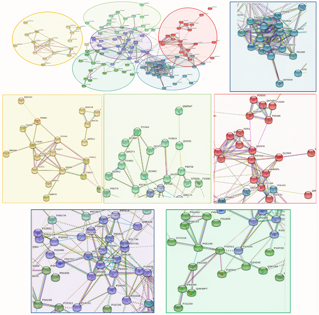 The PPI network means clustering of down-regulated proteins in the PSCI group. The PPI network is clustered to a specified number of clusters.