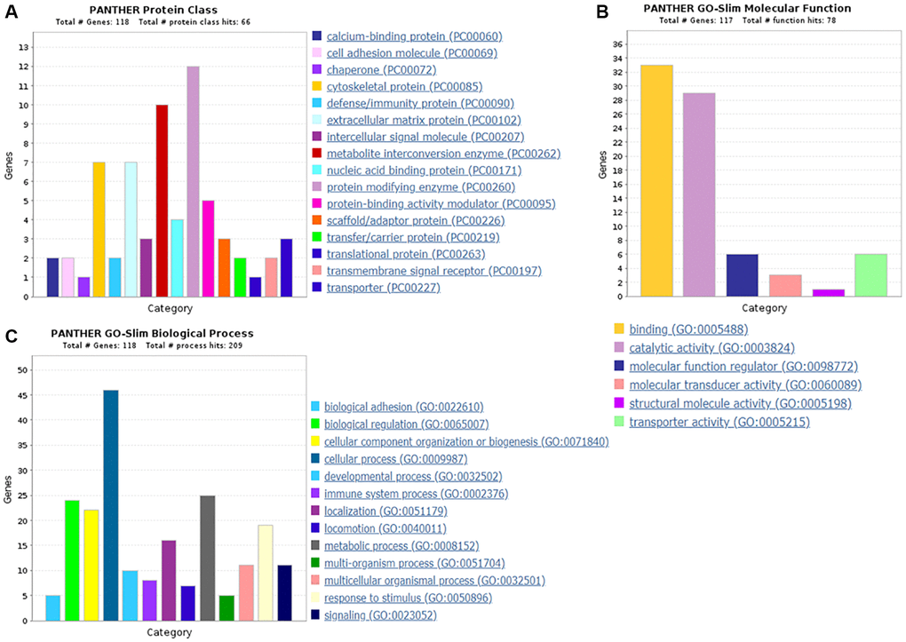 The GO analysis results of down-regulated proteins in the PSCI group. (A) The protein classification of down-regulated proteins. (B) The molecular function of down-regulated proteins. (C) The biological process of down-regulated proteins.