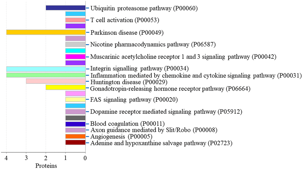 The pathway of down-regulated proteins in the PSCI group.