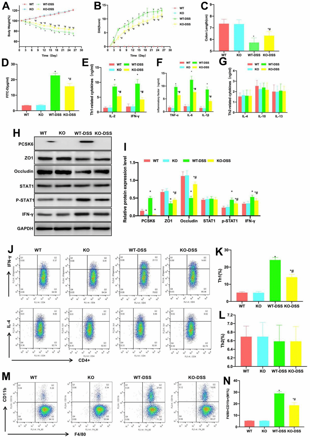 Effect of PCSK6 on mice with colitis. (A) Dynamic measurement of mouse body weight (n=10). Body weights of WT and KO mice gradually increased, while those of KO-DSS and WT-DSS groups gradually decreased, but KO-DSS group had notably less decreases relative to WT-DSS group, with difference being of significance. *P#PB) DAI dynamic scores (n=10). The DAI scores of KO-DSS and WT-DSS groups gradually increased, but those in WT and KO remained largely unchanged, and the score of KO-DSS group was lower than WT-DSS group at corresponding time point, with significant difference. *P#PC) Comparison of mouse intestinal length (n=10). Intestinal tissue lengths in KO-DSS and WT-DSS groups decreased relative to WT and KO groups, but KO-DSS group had increased length relative to WT-DSS group. *P#PD) FITC-D (n=10). Serum FITC-D contents in WT and KO mice were lower, while those of WT-DSS and KO-DSS mice significantly increased, and those of KO-DSS mice decreased relative to WT-DSS mice. *P#PE–G) ELISA (n=10). IL-6, IFN-γ, IL-4, TNF-α and IL-1β contents of WT and KO groups were lower, while these contents in KO-DSS and WT-DSS mice significantly increased compared with WT and KO mice, but their contents within KO-DSS mice decreased relative to WT-DSS mice. Differences in the Th2 cells-related factors among the four groups were not significant. *P#PH, I) Relative protein level (n=5). PCSK6 was not significantly expressed in KO or KO-DSS group. ZO1 and Occludin expression of KO and WT groups increased, and their levels of KO-DSS and WT-DSS groups were markedly down-regulated. p-STAT1 expression in KO-DSS mice notably decreased relative to WT-DSS mice. *P#PJ–N) Th1, Th2 cells and M1 macrophages did not exhibit significant differences in WT versus KO groups, and low proportions could be detected, while Th1 cells and M1 macrophages proportions in WT-DSS and KO-DSS groups significantly increased relative to WT and KO groups. However, Th2 cell proportion remained largely unchanged, while Th1 cells and M1 macrophages proportions of KO-DSS group decreased compared with WT-DSS group. *P#P