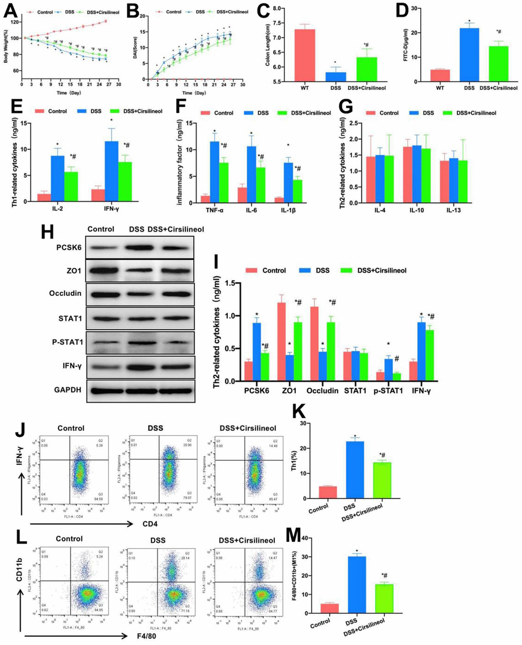 Role of suppressing STAT1 in mouse colitis. (A) Dynamic measurement of mouse body weight (n=10). Weight loss in mice of Cirsilineol group was mitigated relative to DSS group. *P#PB) DAI dynamic score (n=10). The DAI score of Cirsilineol group was lower than that of DSS group. *P#PC) Mouse intestinal length (n=10). Cirsilineol group had increased intestinal length compared with DSS group. *P#PD) FITC-D (n=10). Cirsilineol reduced serum FITC-D content, with significant difference relative to DSS group. *P#PE–G) ELISA (n=10). Cirsilineol decreased IL-2, IFN-γ, TNF-α, IL-6 and IL-1β contents in tissues, while IL-4, IL-10 and IL-13 (markers of Th2 cells) expression remained largely unchanged. *P#PH, I) Relative protein expression levels (n=5). Cirsilineol increased tissue TJ protein levels, but decreased the PCSK6 as well as p-STAT1 levels. *P#PJ–M) Relative to DSS group, Th1 cells and M1 macrophages proportions of Cirsilineol group remarkably declined, with significant differences. *P#P