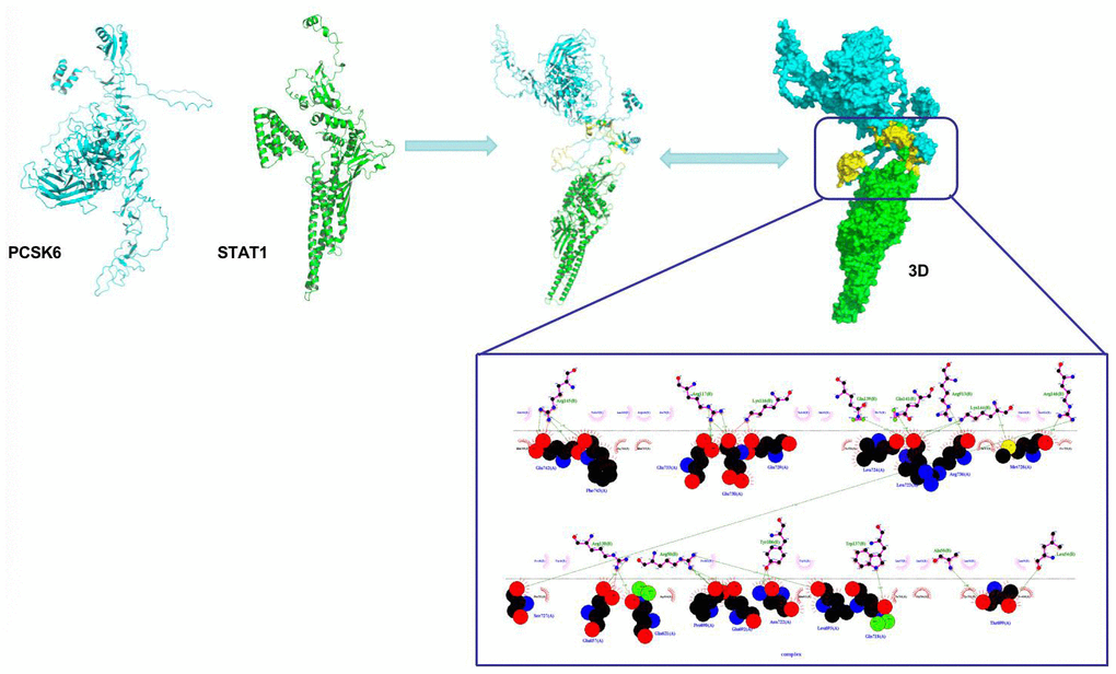 Interaction between PCSK6 with STAT1.