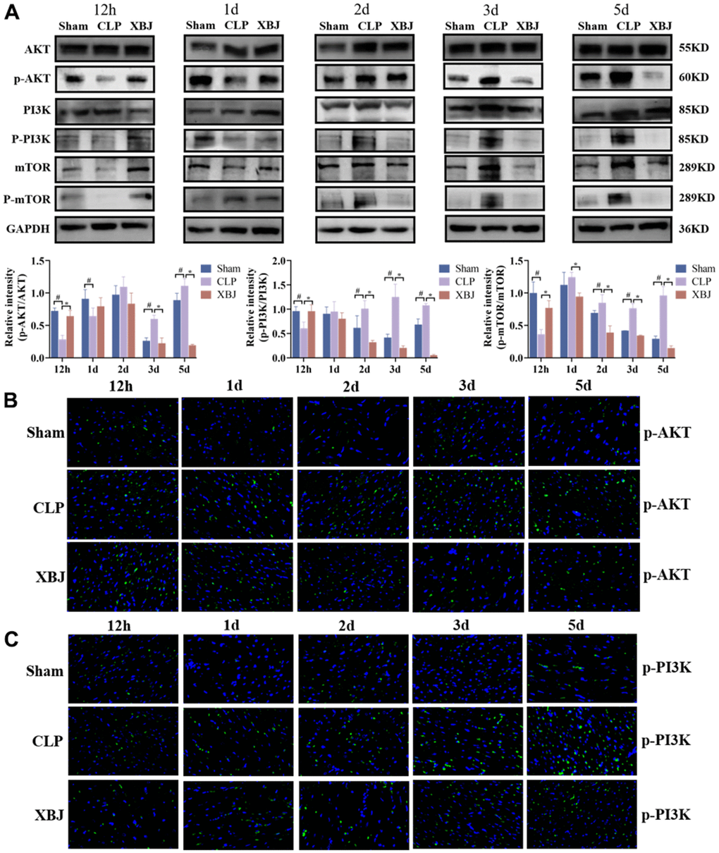 Effects of XBJ on the PI3K/AKT/mTOR signaling pathway of heart tissue in rat at 12h, 1d, 2d, 3d and 5d after CLP. (A) Representative images and relative intensity of western blot for AKT, p-AKT, PI3K, p-PI3K, mTOR and p-mTOR. (B) Representative images of immunofluorescence for p-AKT. (C) Representative images of immunofluorescence for p-PI3K.