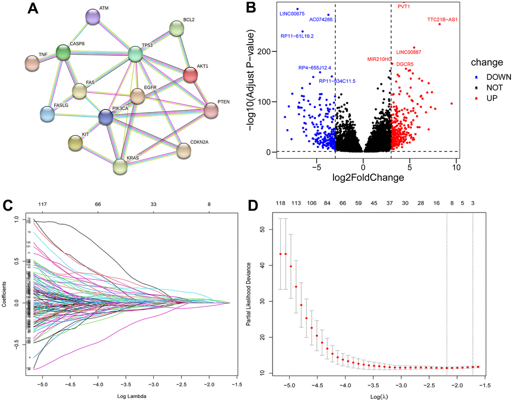 Filter for ICD-related lncRNAs. PPI network among 16 ICD-related genes (A); Volcano plot of differentially expressed ICD-associated lncRNAs (B); LASSO regression analysis (C, D).