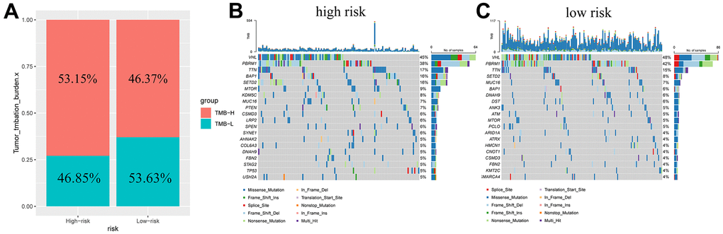 Tumor mutation burden in different risk groups. Percentage bar graph showing TMB for different risk subgroups (A); High-risk group waterfall chart (B); Low-risk group waterfall chart (C).
