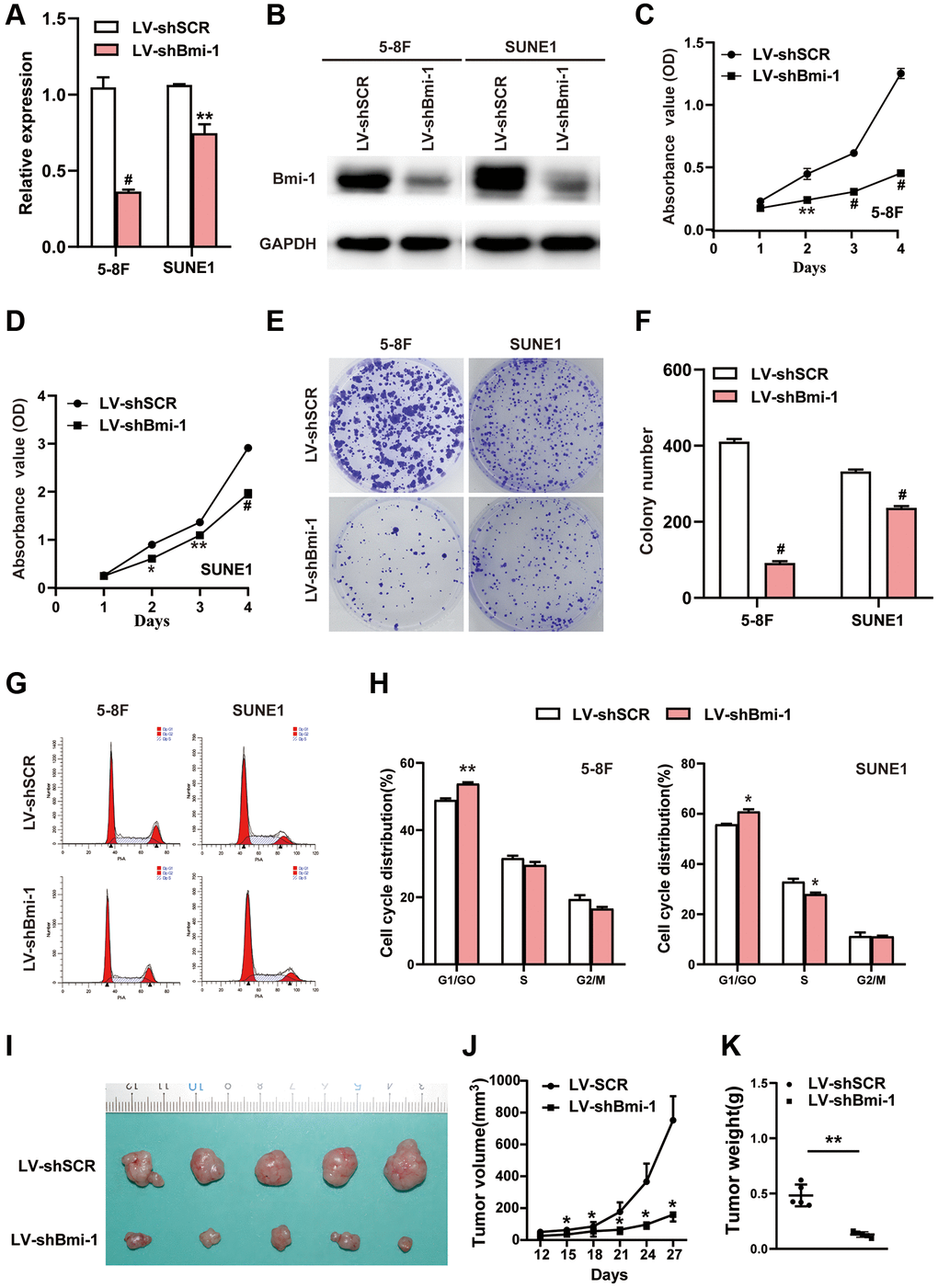 RNAi-induced knockdown of Bmi-1 inhibited the in vitro proliferation and in vivo tumorigenesis of NPC cells. (A) The relative mRNA levels of Bmi-1 in shBmi-1-expressing 5-8F and SUNE1 cells were determined via qRT-PCR. SCR: scrambled control shRNA. (B) The protein levels of Bmi-1 in shBmi-1-expressing 5-8F and SUNE1 cells were determined via Western blotting. (C, D) A CCK8 assay was employed to assess the growth of shBmi-1-expressing 5-8F and SUNE1 cells. (E, F) A colony formation assay was used to examine the proliferation abilities of shBmi-1-expressing 5-8F and SUNE1 cells. (G, H) Propidium iodide staining and flow cytometry were used to detect the cell cycle distributions of shBmi-1-expressing 5-8F and SUNE1 cells (G), and the statistical results were calculated (H). (I–K) Bmi-1 knockdown inhibited tumor growth from 5-8F cells in nude mice. A representative tumor picture is shown (I), along with a tumor volume growth curve (J) and the tumor weights (K).