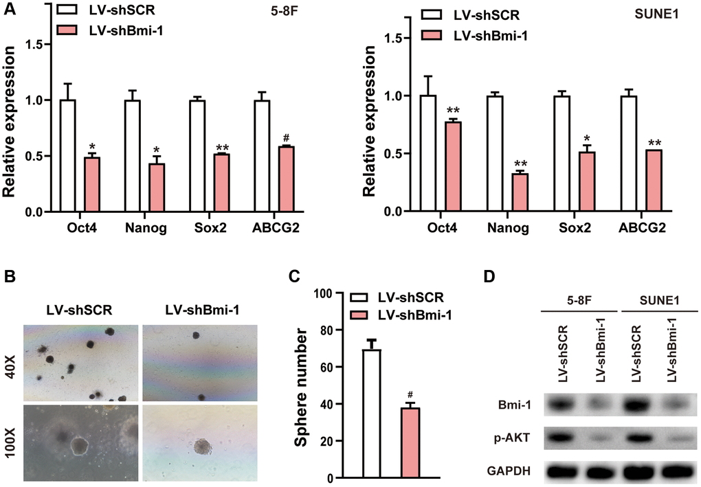 RNAi-induced suppression of Bmi-1 reduced NPC cell stemness. (A) qRT-PCR analysis of various genes in shBmi-1-expressing 5-8F and SUNE1 cells. (B, C) Depletion of endogenous Bmi-1 in 5-8F cells inhibited tumor sphere formation. (D) Western blotting results of cell extracts from shBmi-1-expressing 5-8F and SUNE1 cells. The loading control was GAPDH.