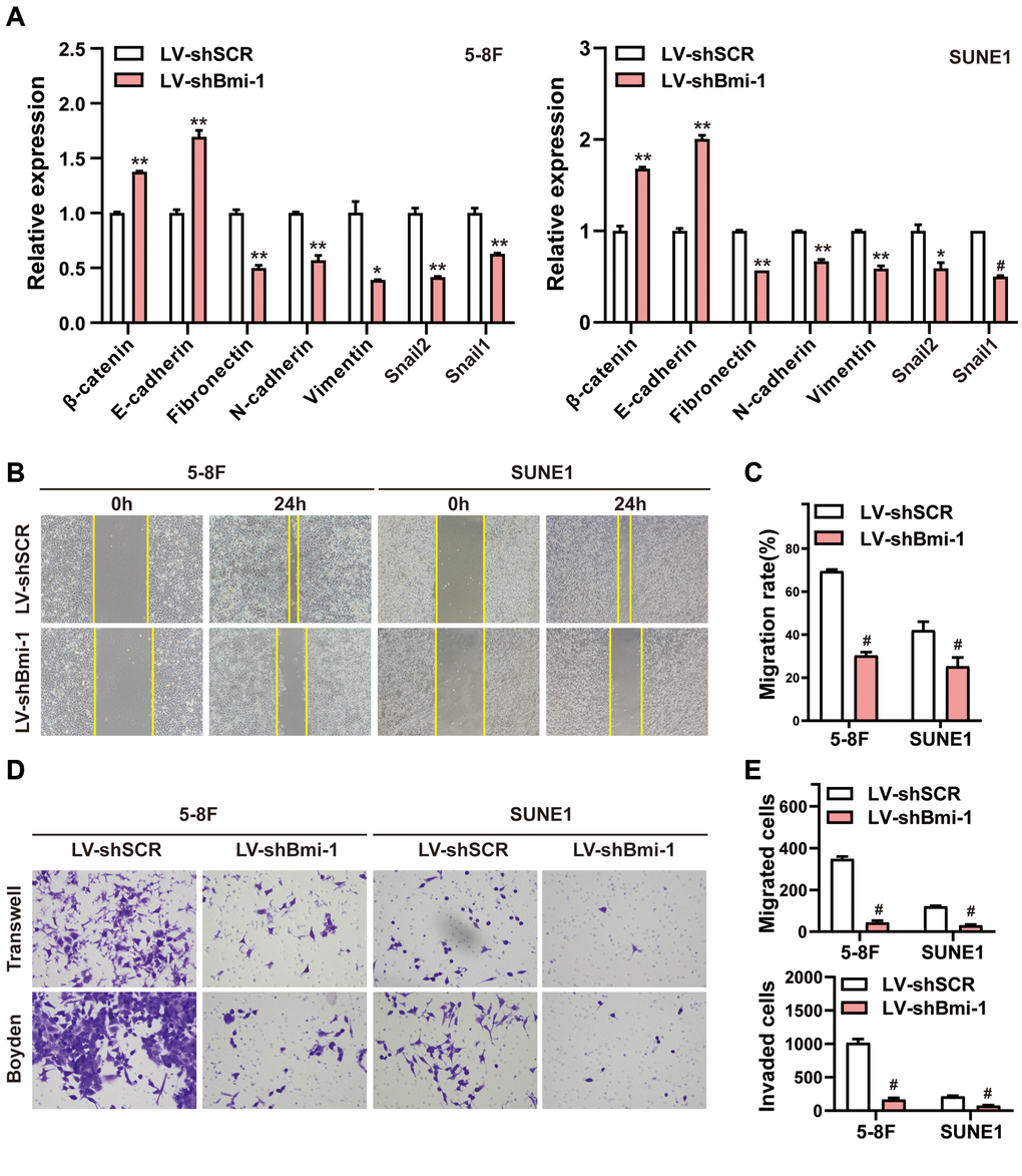RNAi-induced knockdown of Bmi-1 suppressed the EMT, migration and invasion of NPC cells in vitro. (A) The mRNA levels of various genes in shBmi-1-expressing NPC cells were determined using qRT-PCR. (B, C) Wound healing assays were performed in shBmi-1-expressing 5-8F and SUNE1 cells. Migration activity was measured based on the distance from the scratch boundary lines to the cell-free space for 24 hours. (D, E) The motility and invasiveness of shBmi-1-expressing NPC cells were determined using Transwell migration and Boyden invasion assays, respectively.