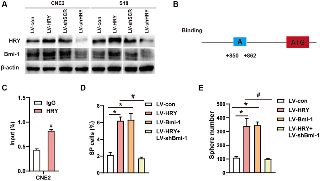 Hairy gene homolog increases nasopharyngeal carcinoma cell