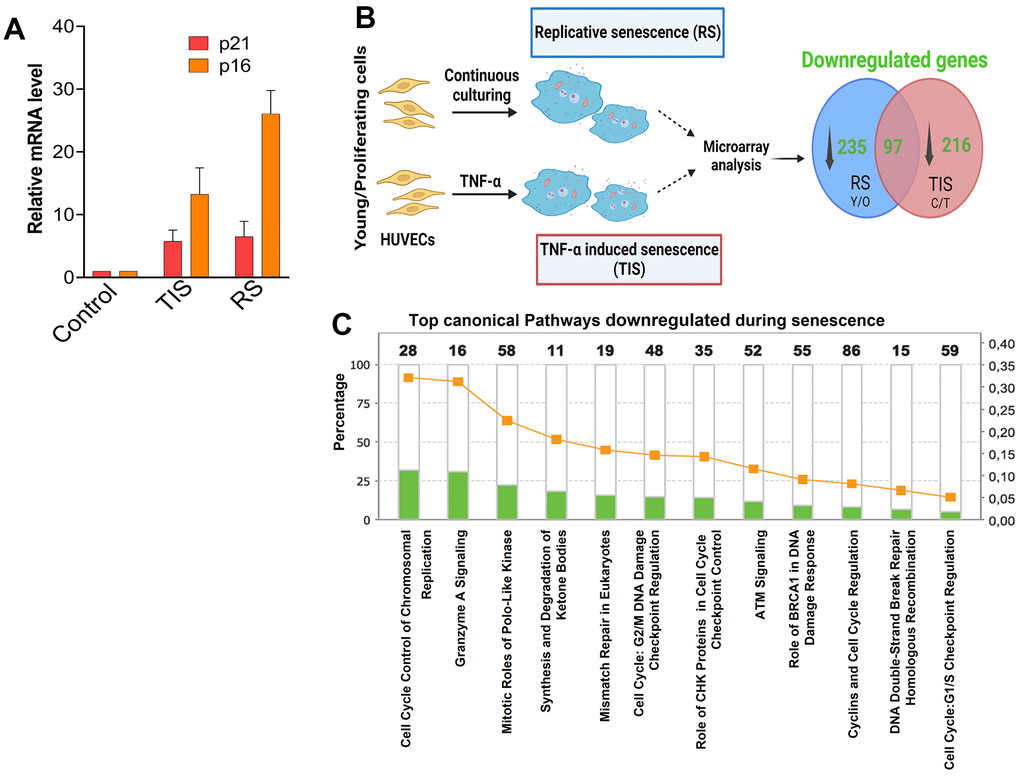 Microarray analysis of replicative and TNF-α induced senescence. (A) Expression of p21 and p16 in cells senesced by replicative stress or by exposure to TNF-α. (B) Experimental design for microarray analysis. Early passage or control HUVECs were continuously cultured until proliferative arrest to achieve replicative senescence (RS) or treated with the proinflammatory cytokine TNF-α (TIS) to achieve cytokine induced senescence. Gene expression changes of early passage control vs. replicative senescence and control vs. TNF-α-induced senescence were determined by microarray analysis. Venn diagram illustrating the number of genes downregulated in replicative senescence and TNF-α-induced senescence and overlap between the two groups (created with BioRender.com). (C) Top canonical pathways altered in senescence. Ingenuity Pathway Analysis (IPA) showing top canonical pathways associated to downregulated genes in senescence. The stacked bar chart displays the percentages of genes that were downregulated while the numerical value on top of each bar represents the number of genes associated with each canonical pathway. Green denotes downregulated gene expression.