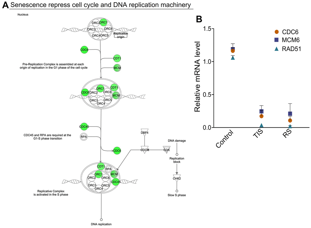 DNA replication, recombination, and repair genes are repressed during senescence. (A) Canonical pathway generated from the IPA analysis of the list of downregulated genes shows progressive changes of senescence-specific protein complexes associated with cell cycle control of chromosomal replication. Genes that are essential for pre-replication complex and initiation of DNA replication are decreased during senescence. Green denotes downregulated gene expression. (B) Expression levels of the genes RAD51, CDC6, and MCM6 were validated by RT-PCR in control, replicative senescence (RS) and TNF-α-induced senescence (TIS). GAPDH levels were used for normalization. Means ± SD are shown.