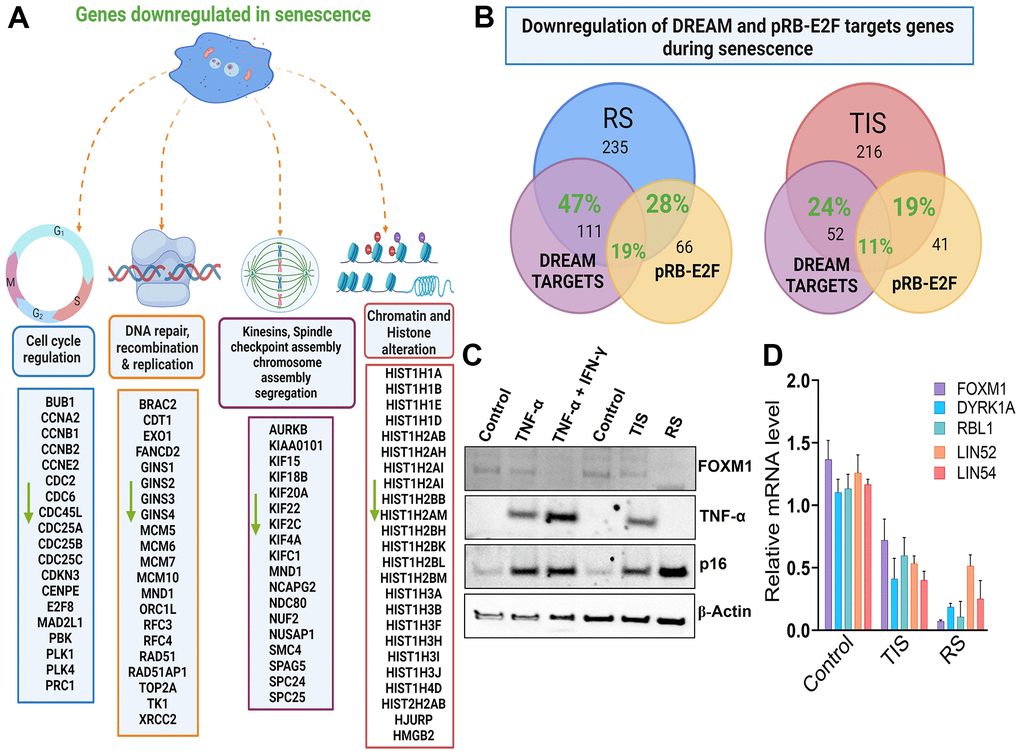 Multiple targets of p53-DREAM/p16-RB-E2Fcomplex are stably repressed in senescent cells. (A) Genes downregulated in senescence were grouped according to their cellular function, including cell cycle check point controls, DNA damage repair and replication, many histones, chromosome condensation, and kinetochore and spindle assembly proteins. (B) Overlap of downregulated genes in replicative senescence (RS) and TNF-α-induced senescence (TIS) that are linked to DREAM and RB-E2F targets. This Figure was created with BioRender.com. (C) Western blot analysis of FOXM1, TNF-α, p16 and actin in control, replicative senescence, TNF-α induced senescence or in cells exposed to combination of TNF-α/IFN-γ (D) mRNA expression levels of FOXM1, DYRK1A, RBL1, LIN52, and LIN54. GAPDH levels were used for normalization. Means ± SD are presented in the graph.