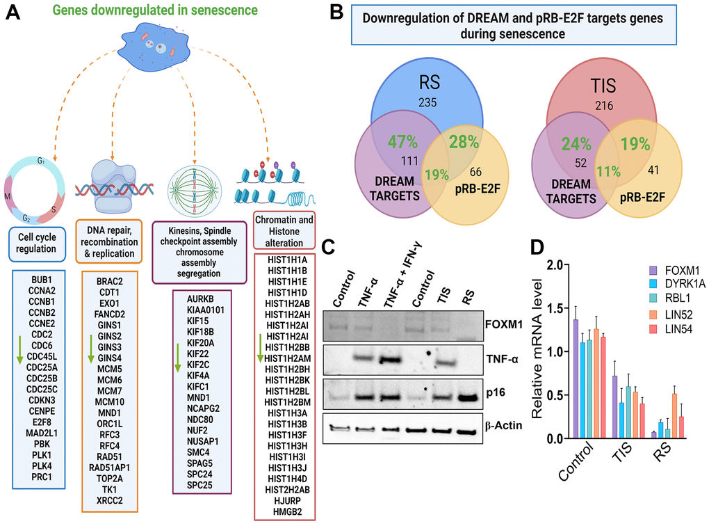 Replicatively senescent cells are arrested in G1 and G2 phases - Figure F1